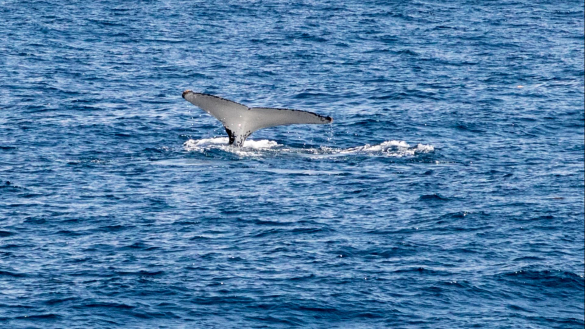 File:Sydney (AU), Pacific Ocean, Humpback Whales -- 2019 -- 3292.jpg