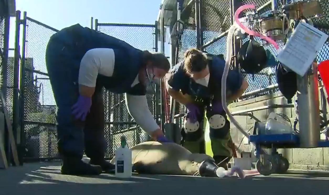 Pacific Ocean ecosystems