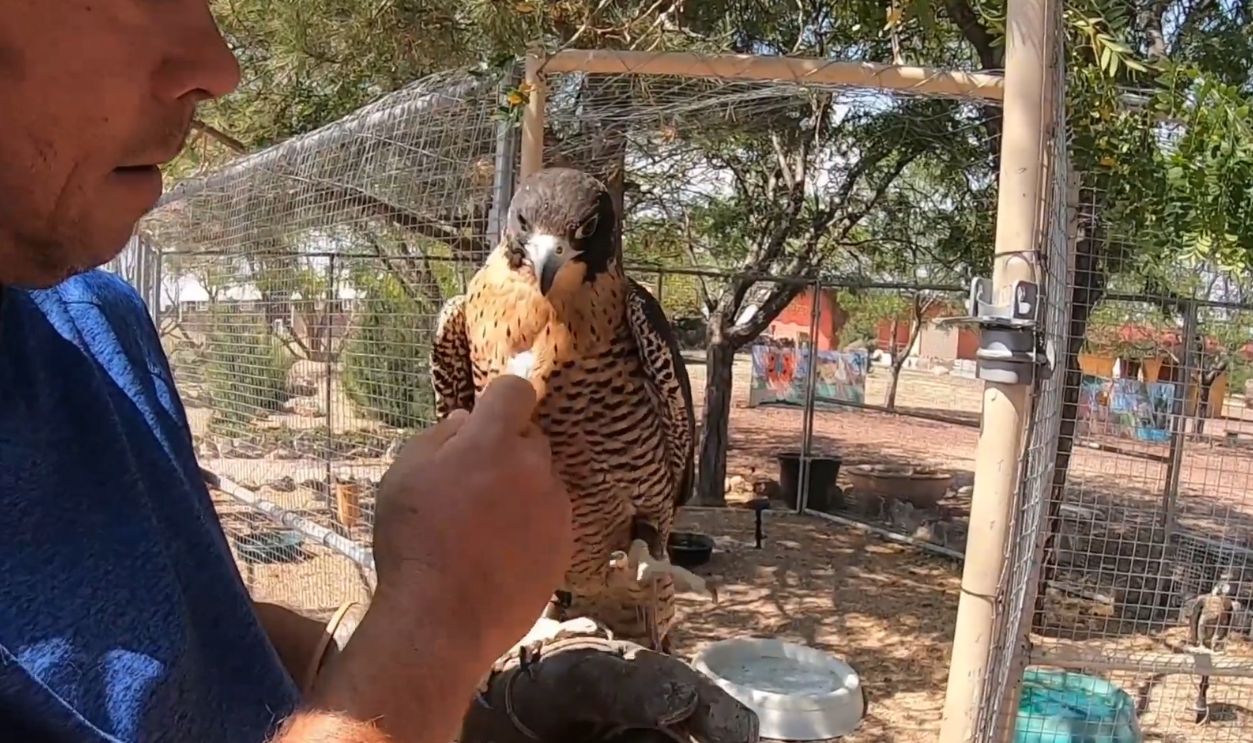 BEDROCK CITY Will Remain At New RAPTOR RANCH Wildlife Education Facility & Campground In Arizona 🦖🦅🦉 by Roaming With Rosie