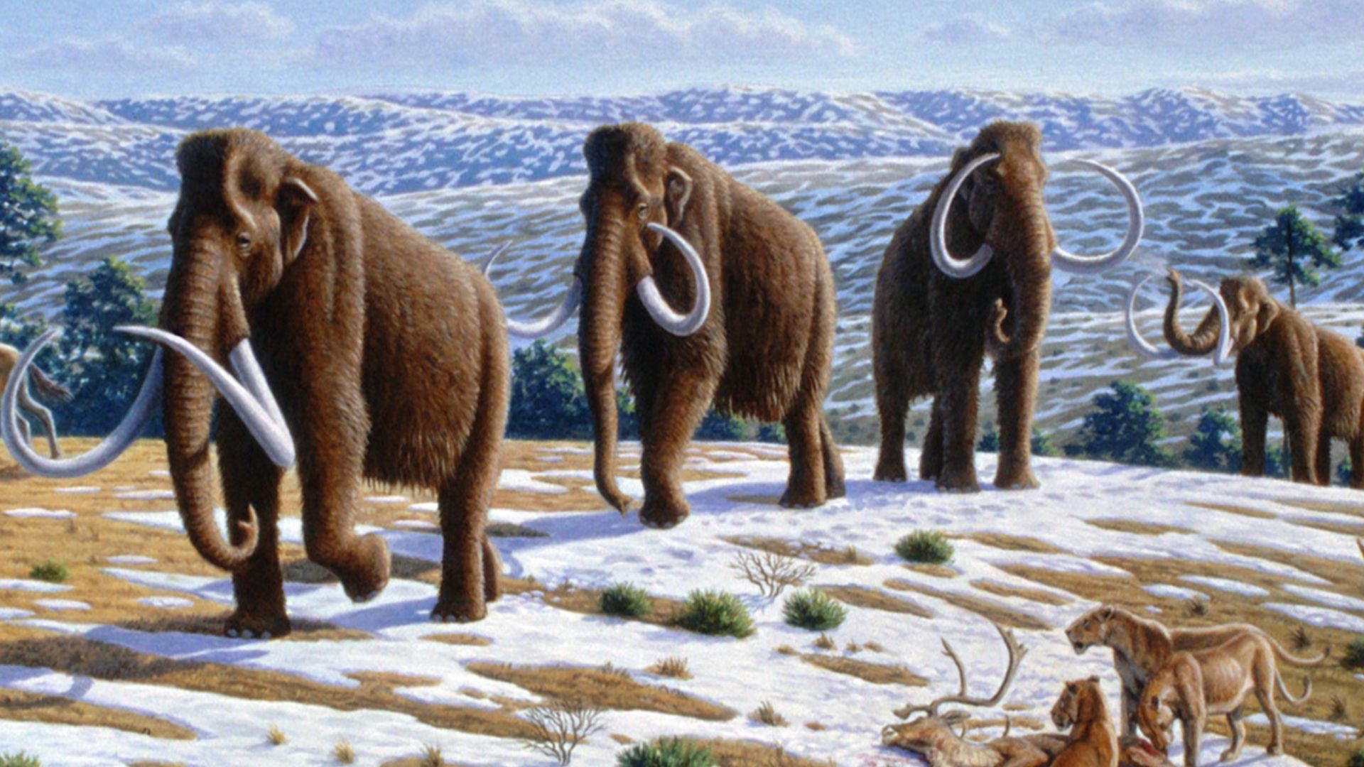 File:Woolly mammoth (Mammuthus primigenius) - Mauricio Antón.jpg