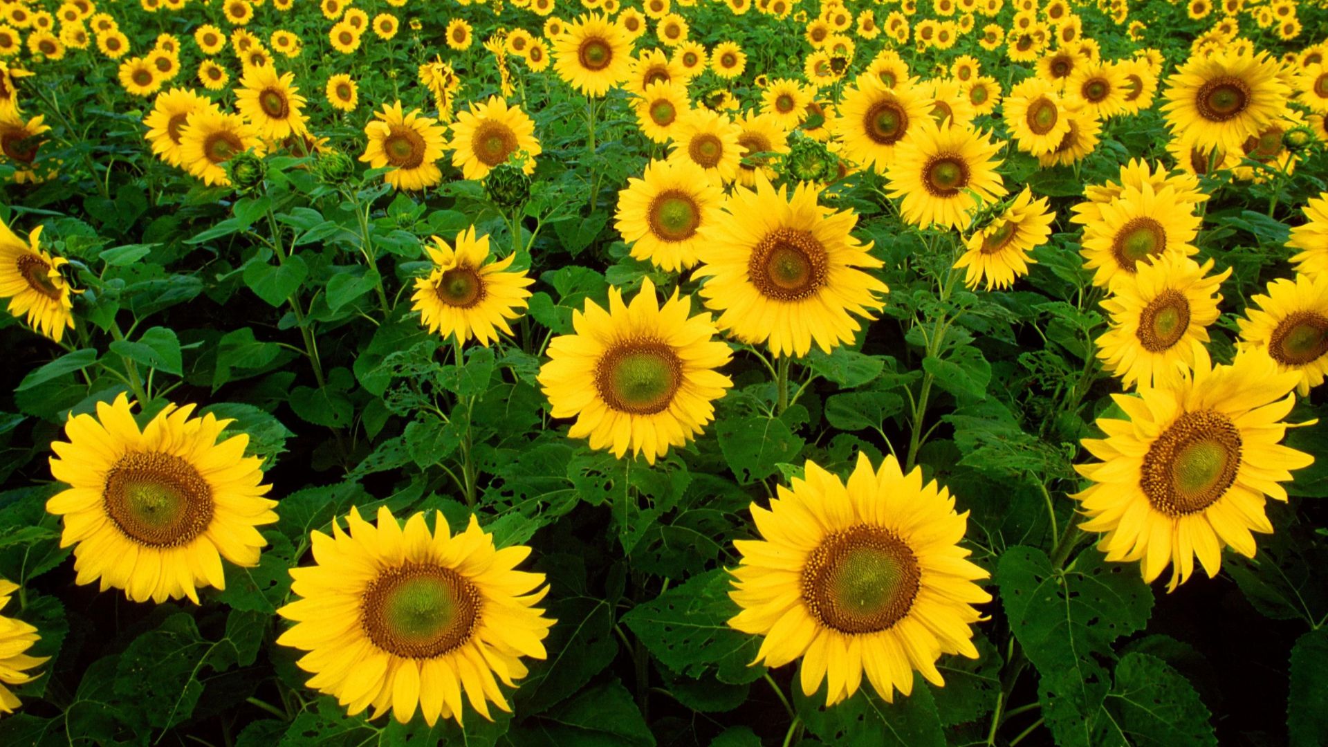 File:Sunflowers helianthus annuus.jpg