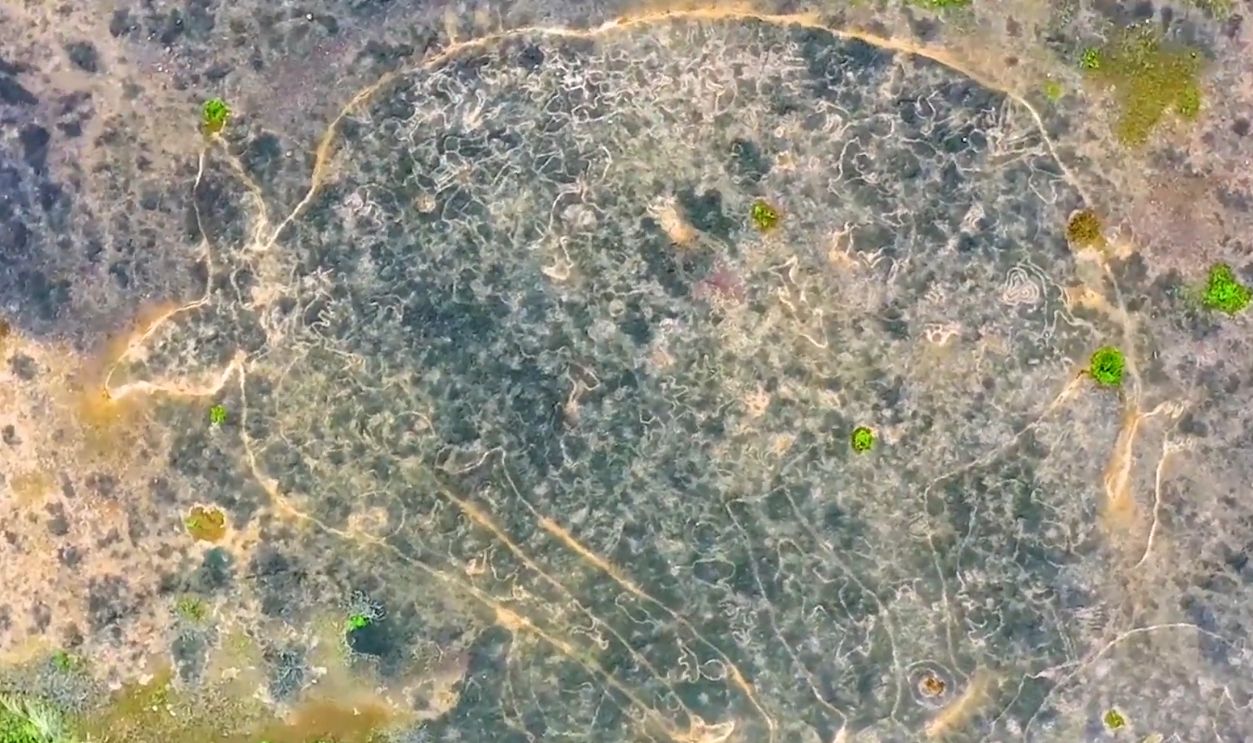  dozens of figures—fish