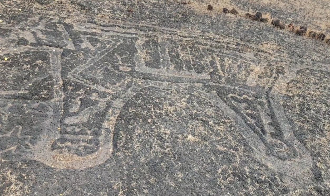 Tigers stride across slabs