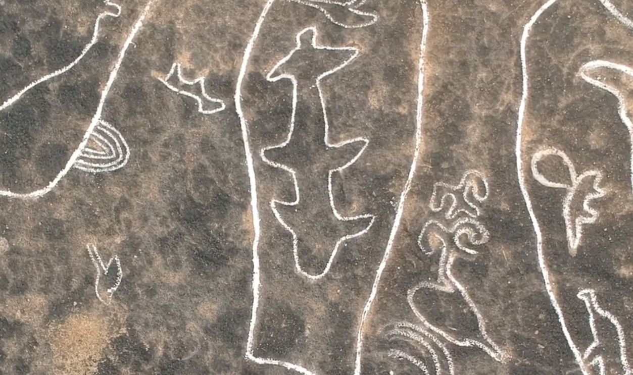  Sharks from Coastal Environments