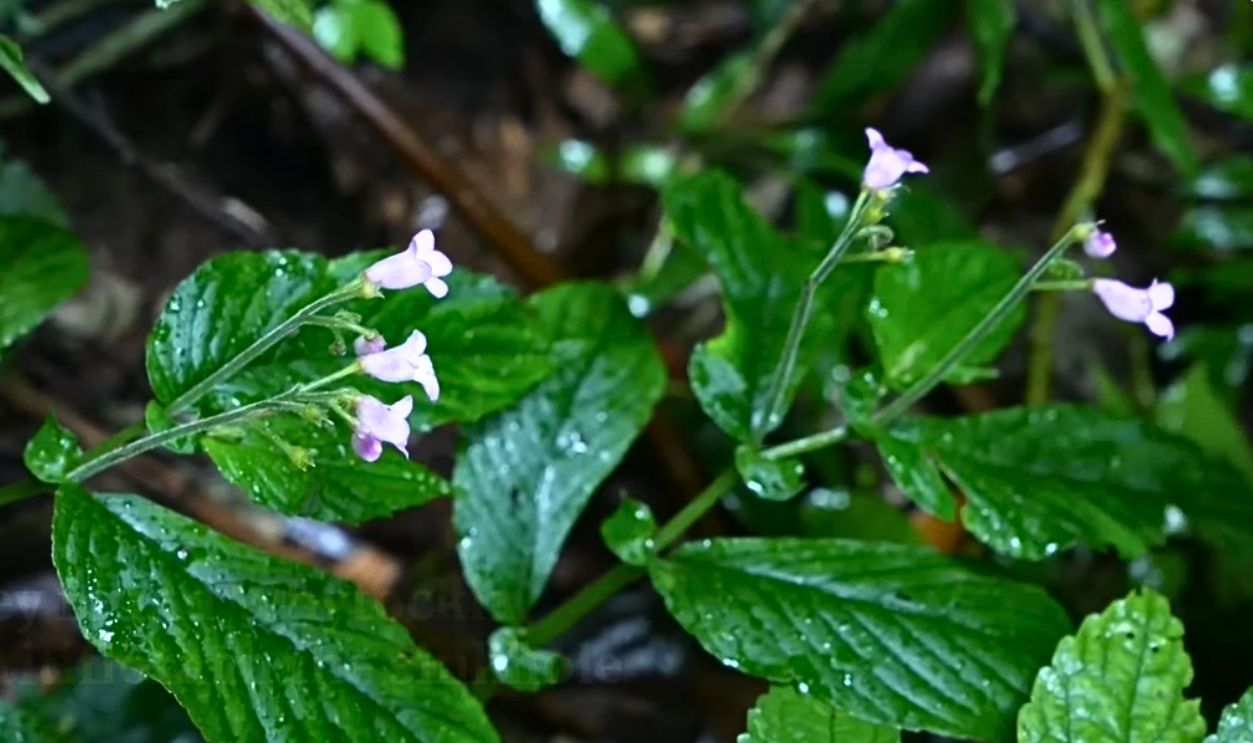 Cataloging The Flora