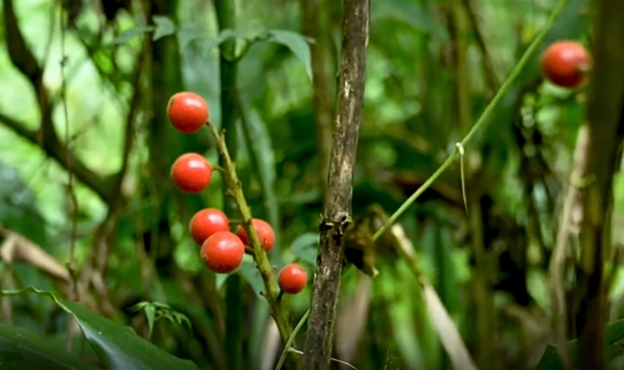 natural laboratories