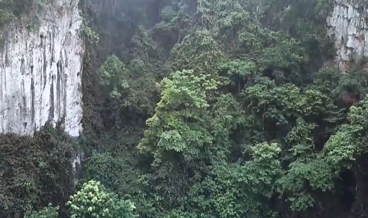 untouched forest and towering trees
