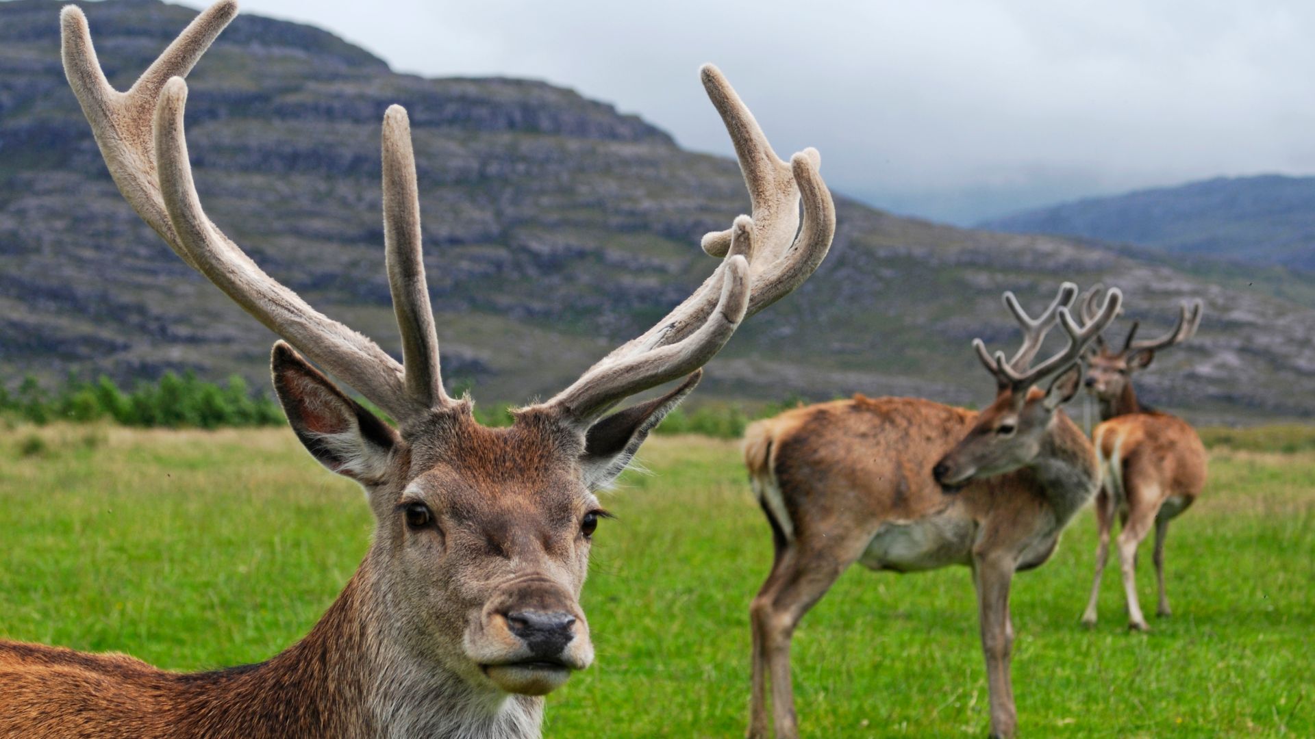 File:RedDeerStag.jpg
