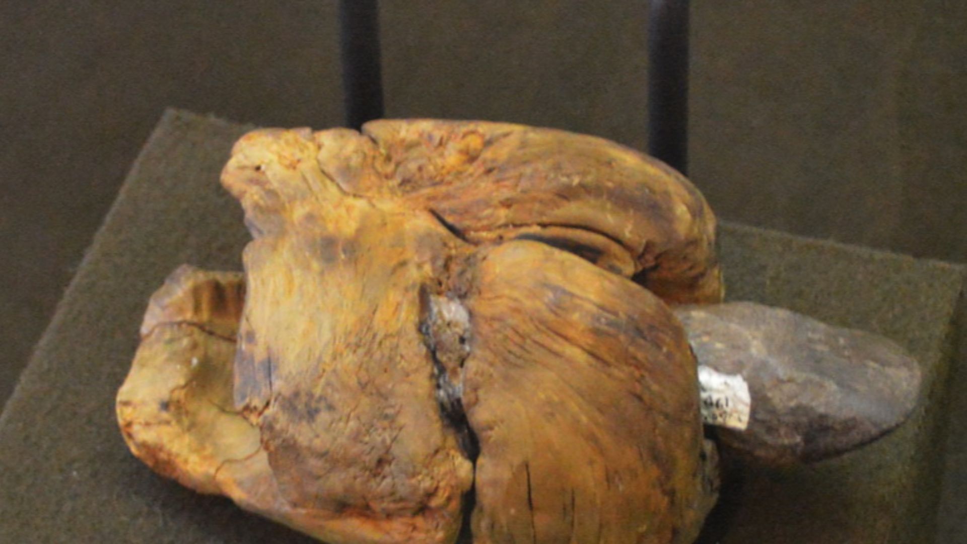 Meolithic People- Intro