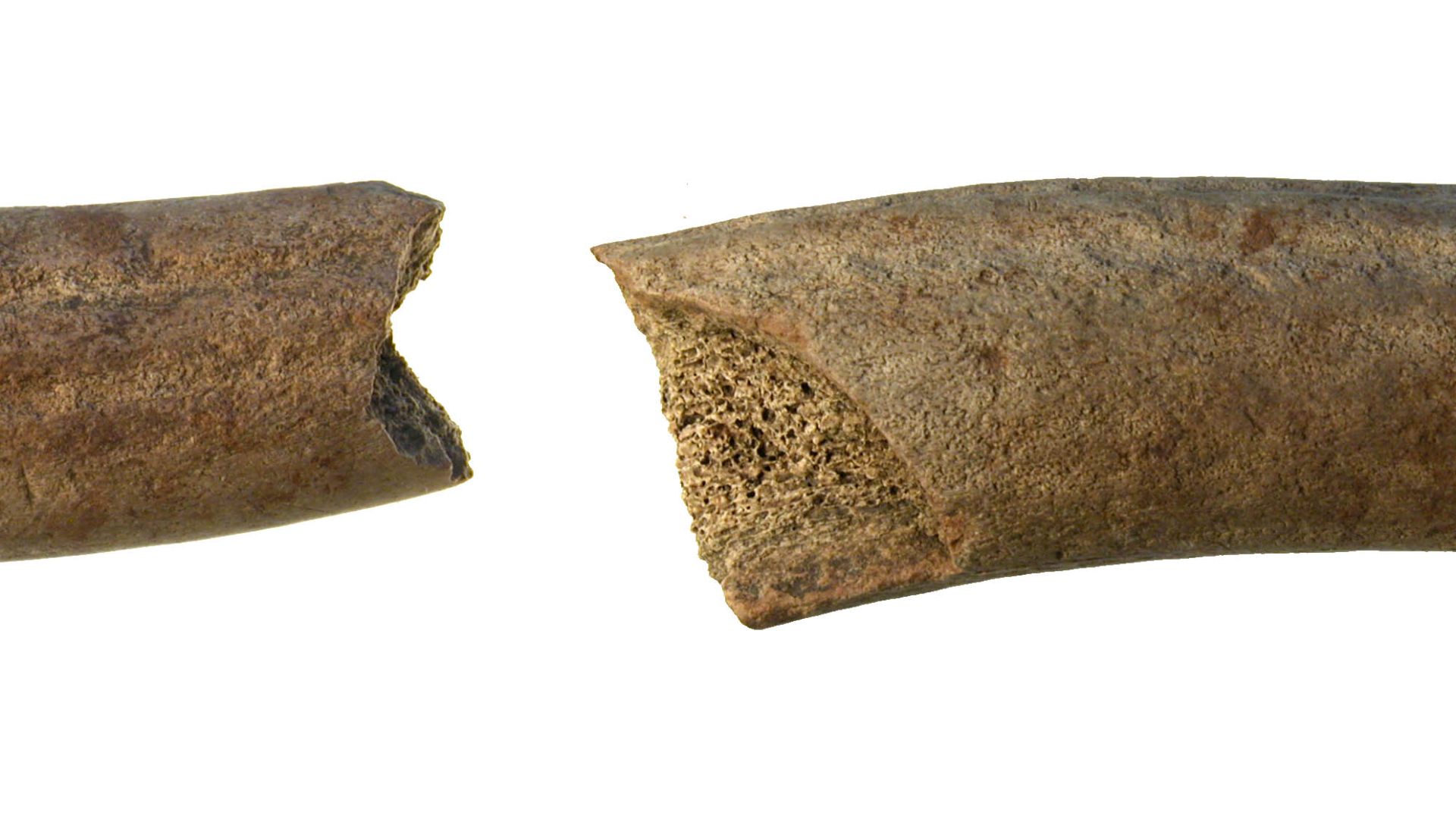 File:Antler fragment (FindID 162591).jpg