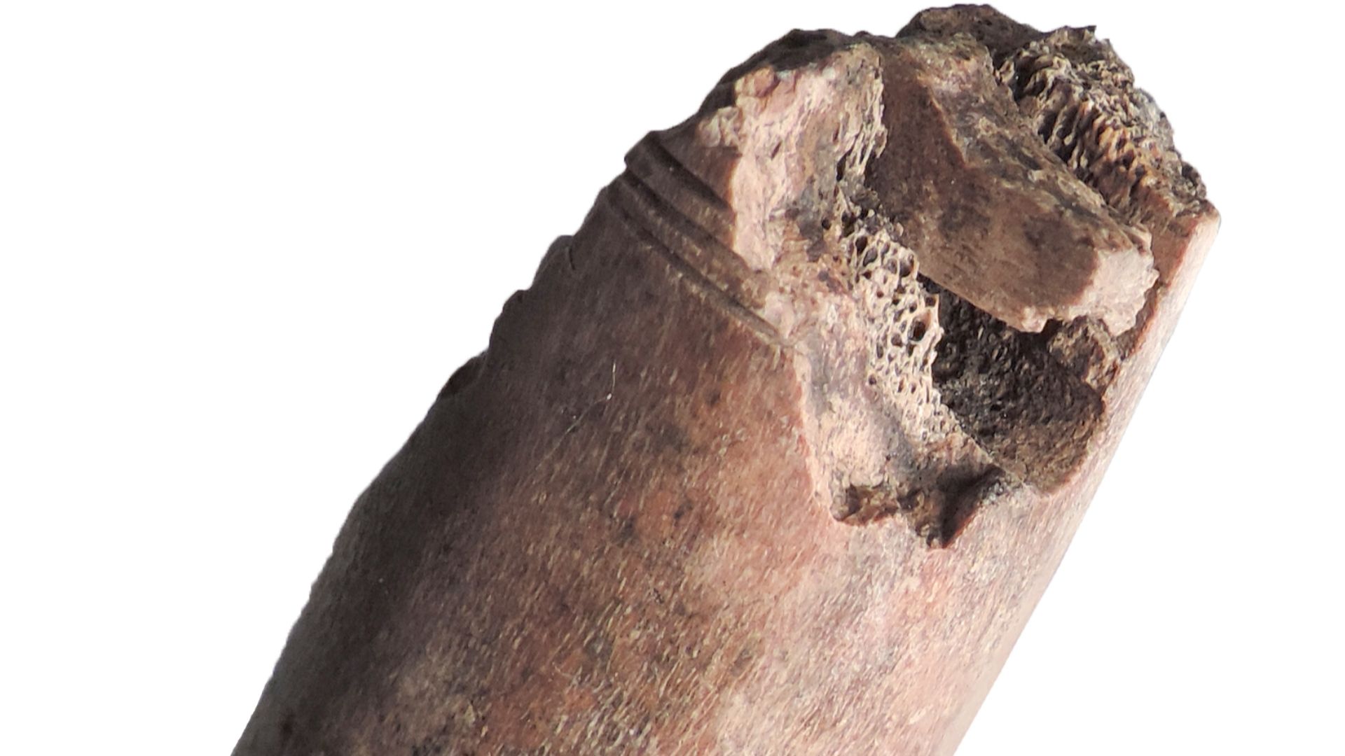 File:Middle to Late Saxon bone comb handle (FindID 733412).jpg