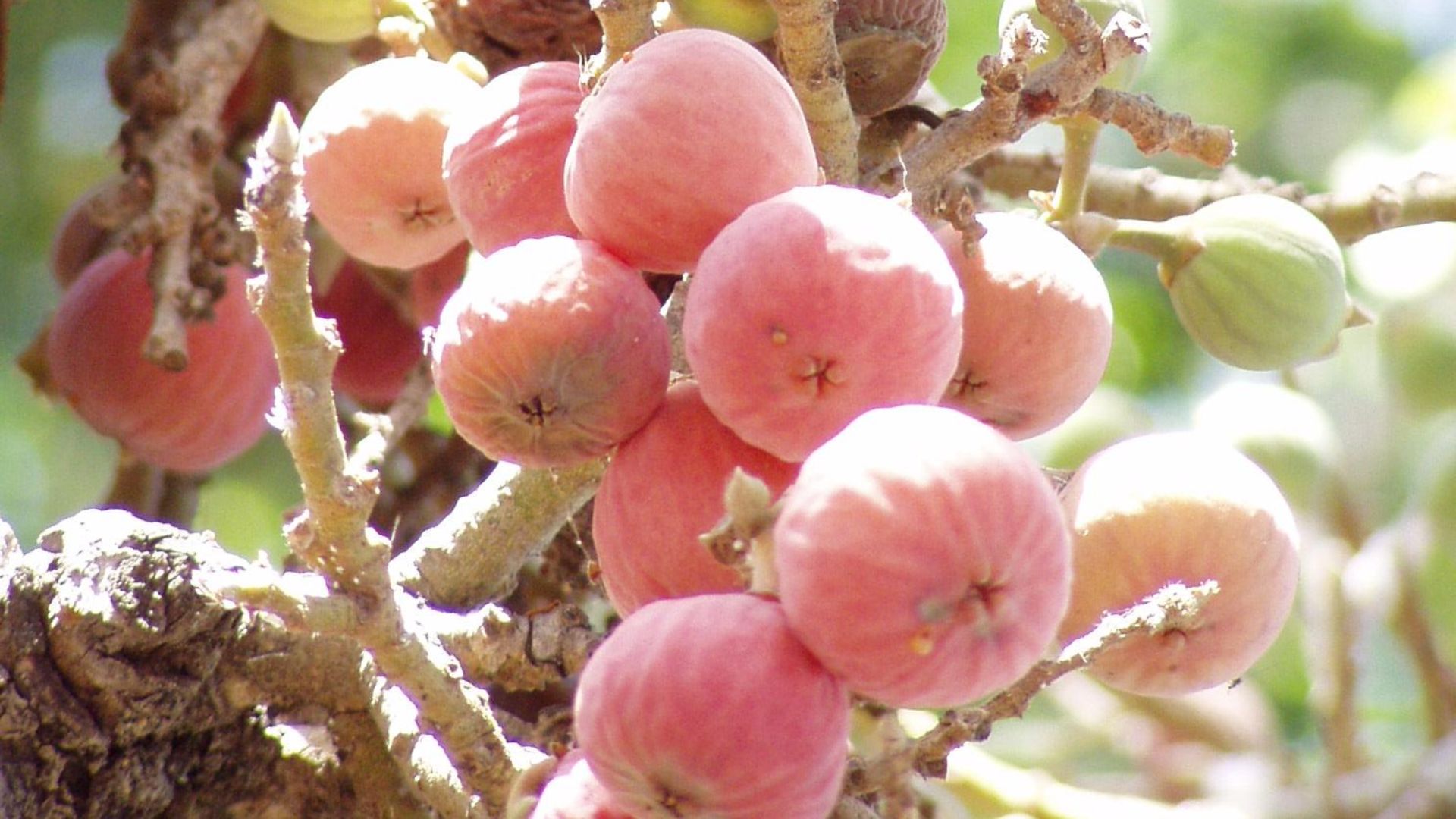 File:Sycamore fruits.jpg