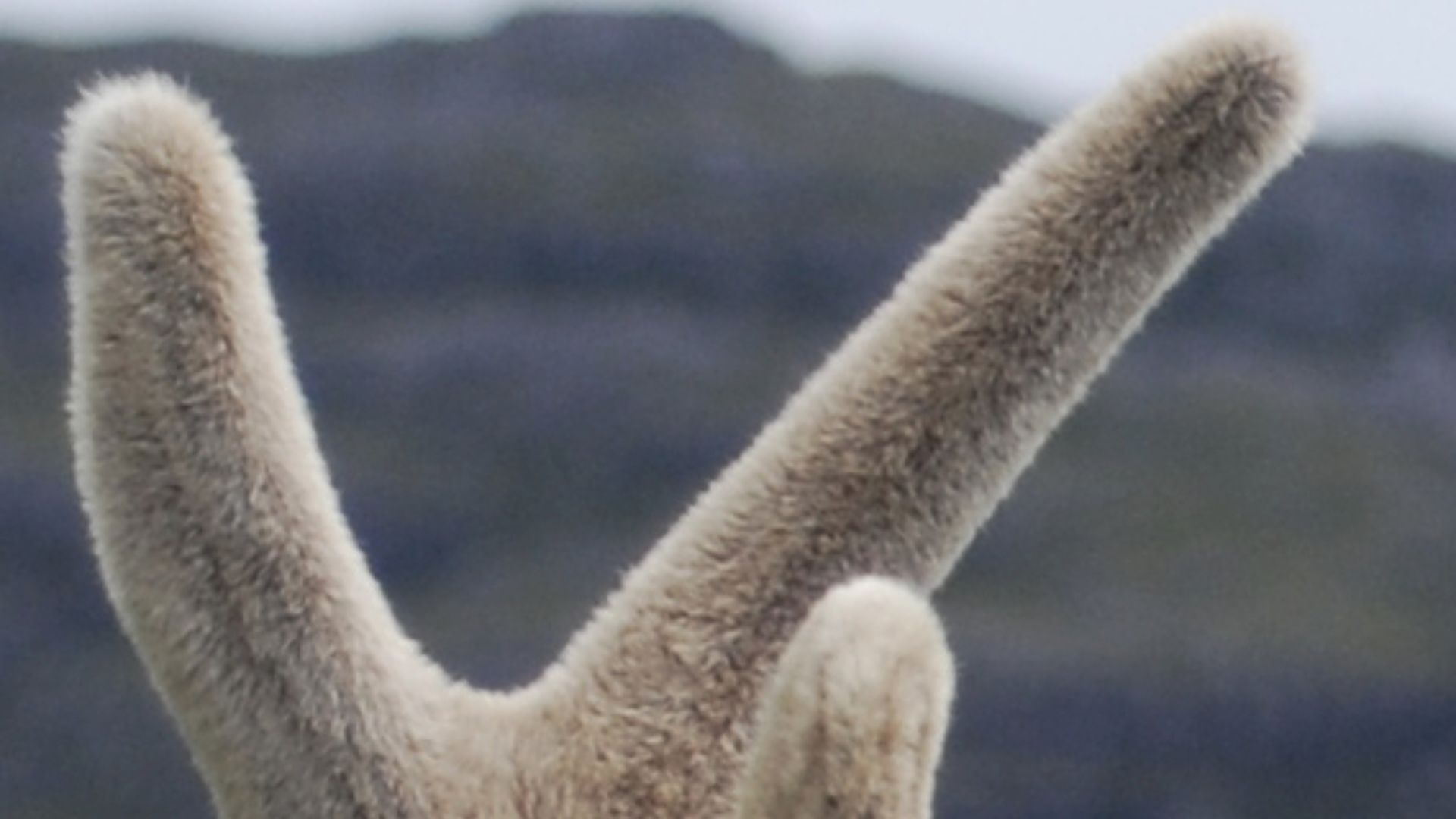 File:Red deer stag velvet.jpg