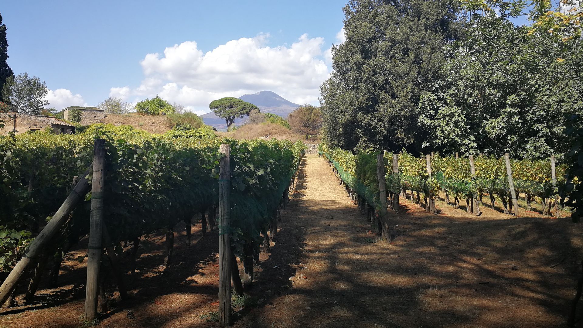 File:Vigneto Foro Boario.jpg