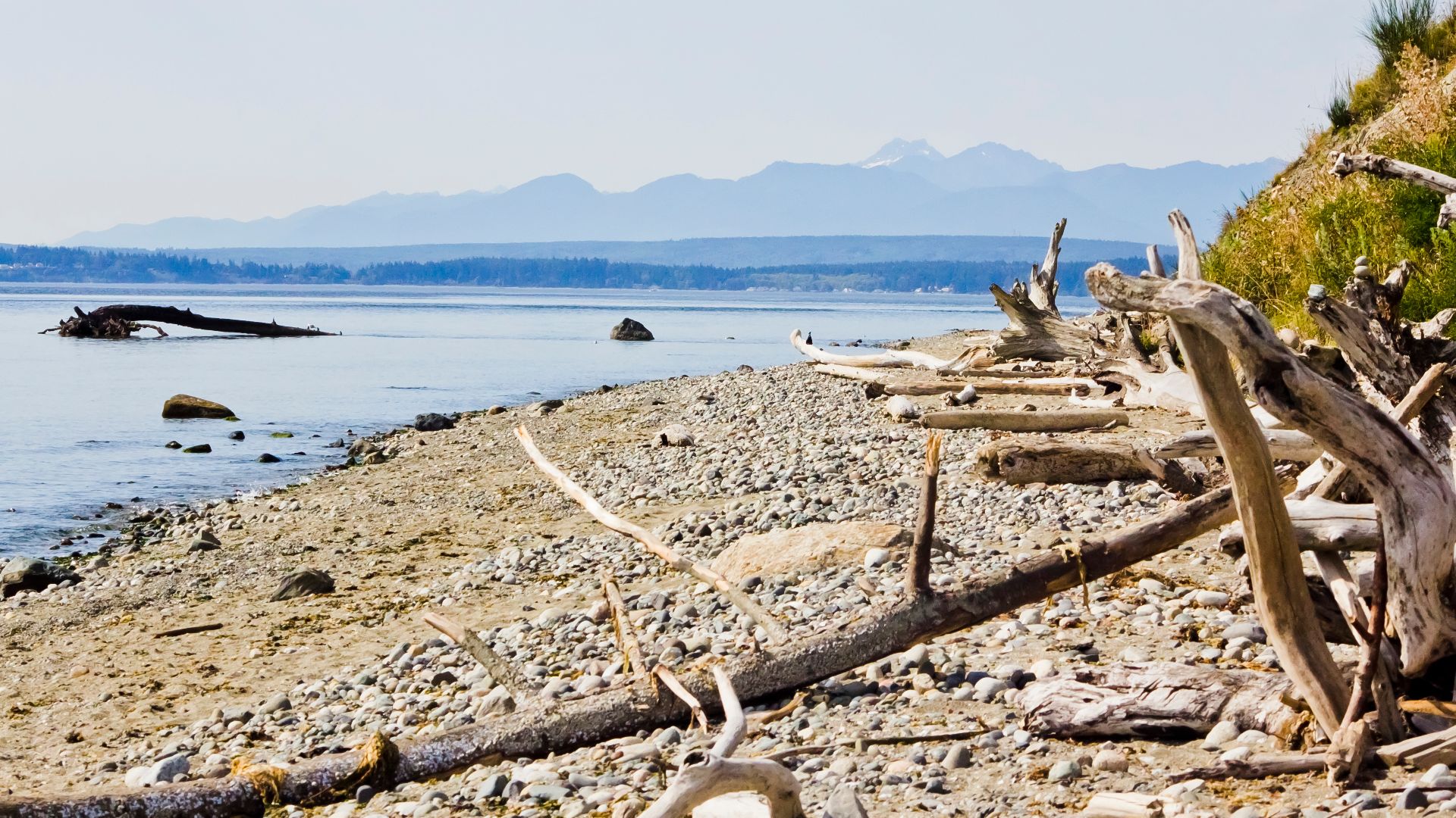 File:Driftwood on double bluff beach.jpg
