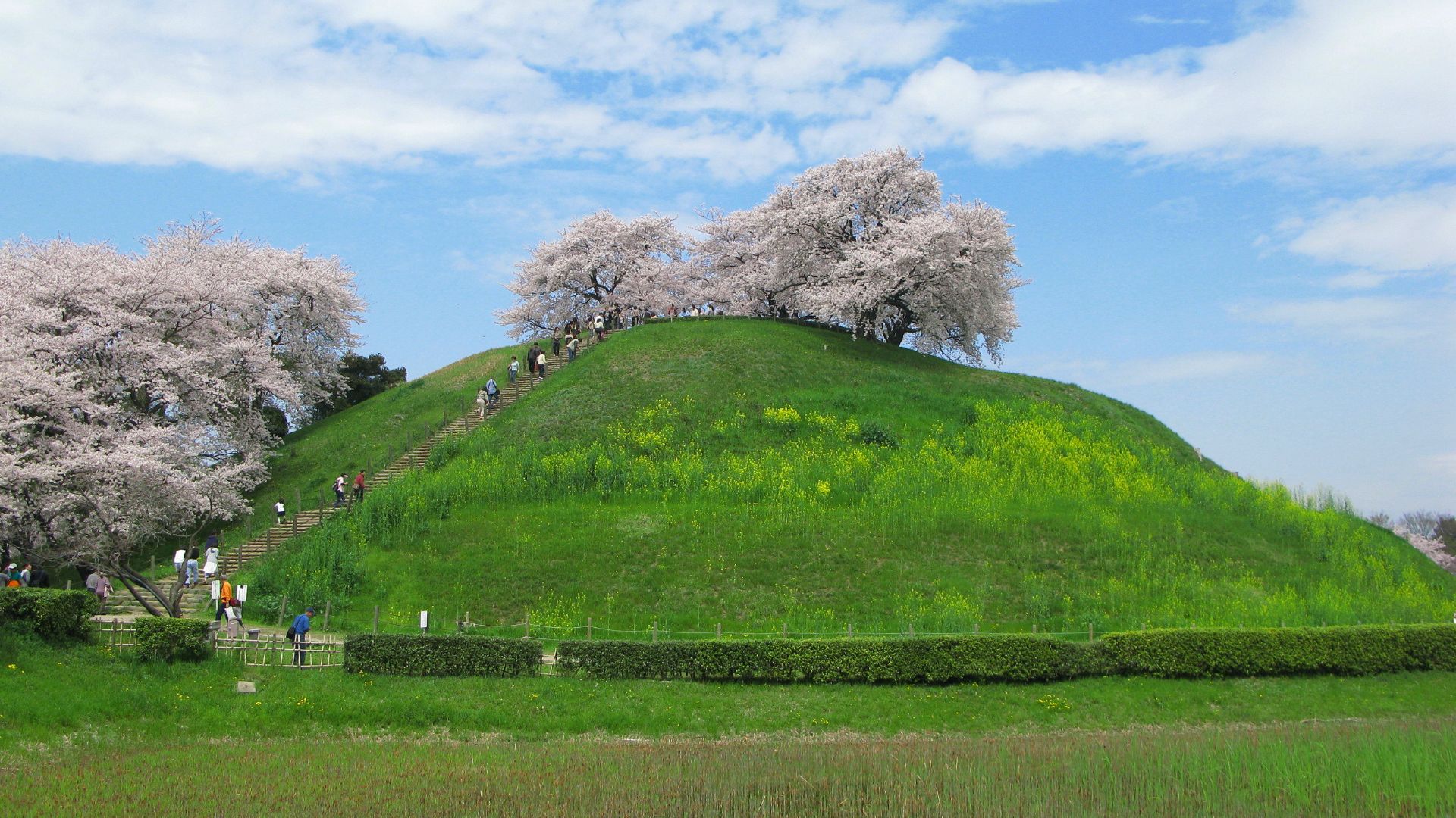 File:Gyoda Maruhakayama Tumulus In Spring from afar.jpg