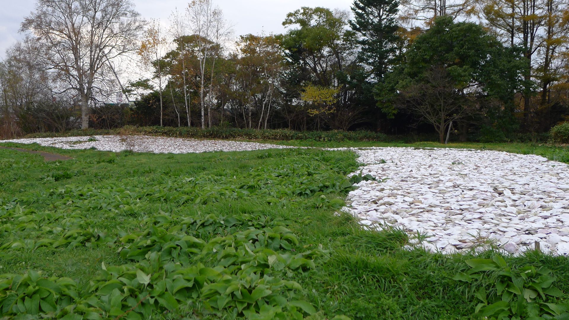 File:高砂貝塚 04.jpg