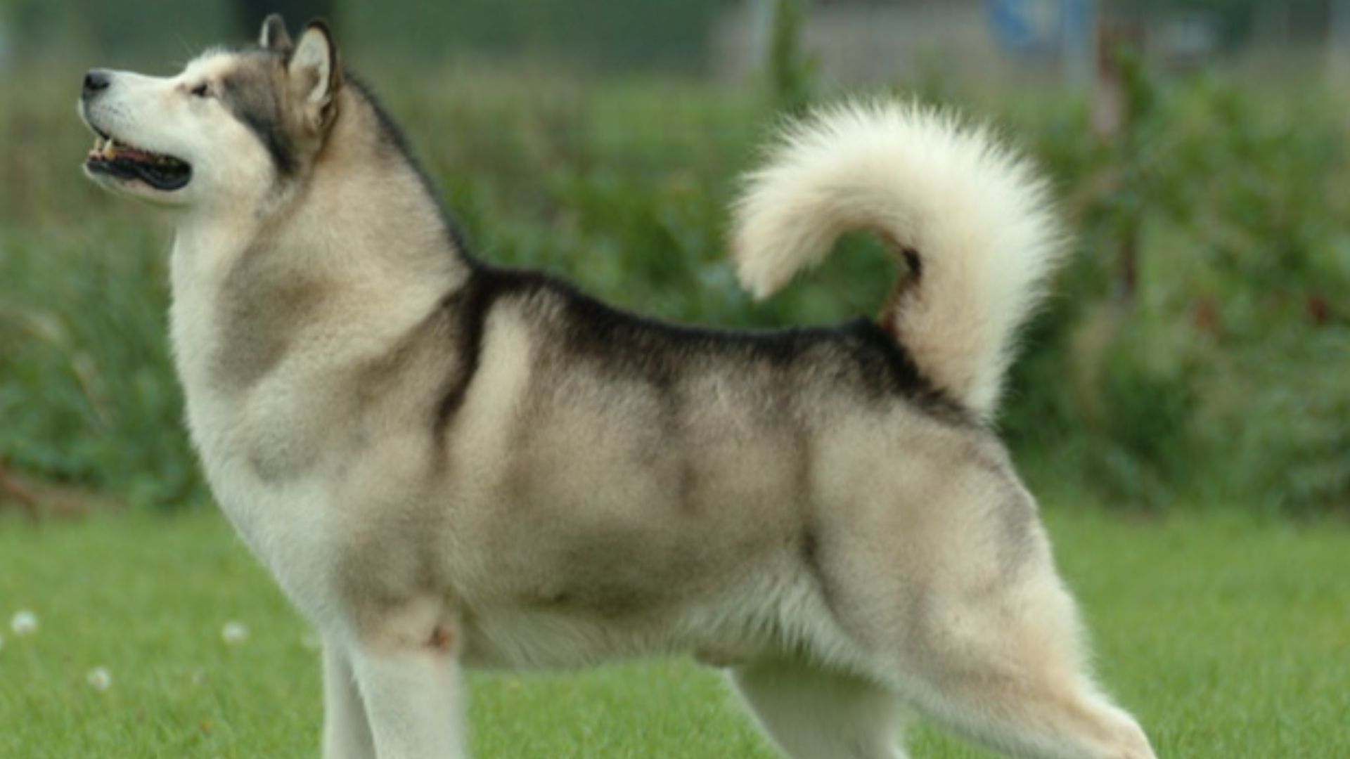 File:Alaskan Malamute.jpg