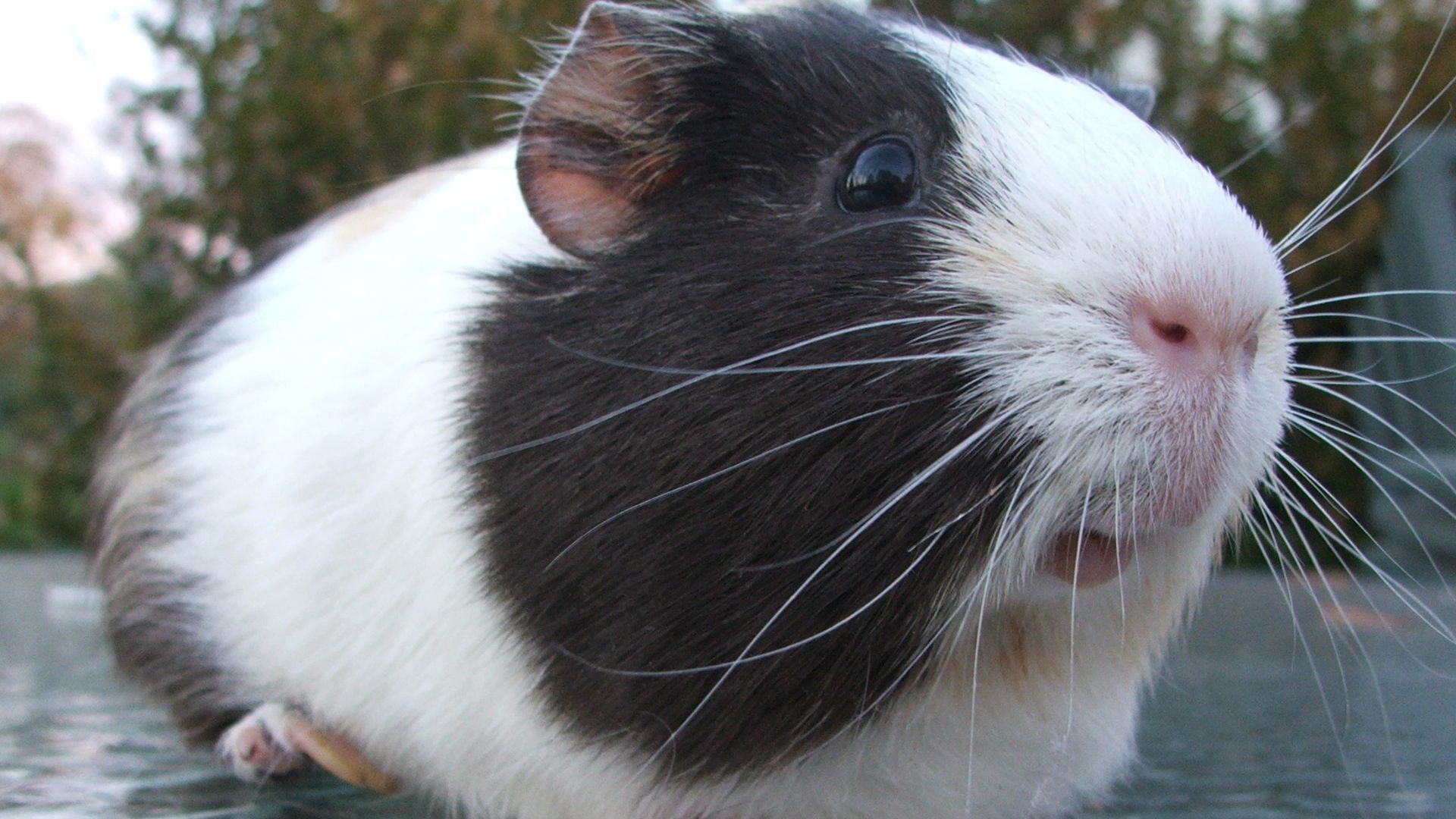 File:George the amazing guinea pig.jpg