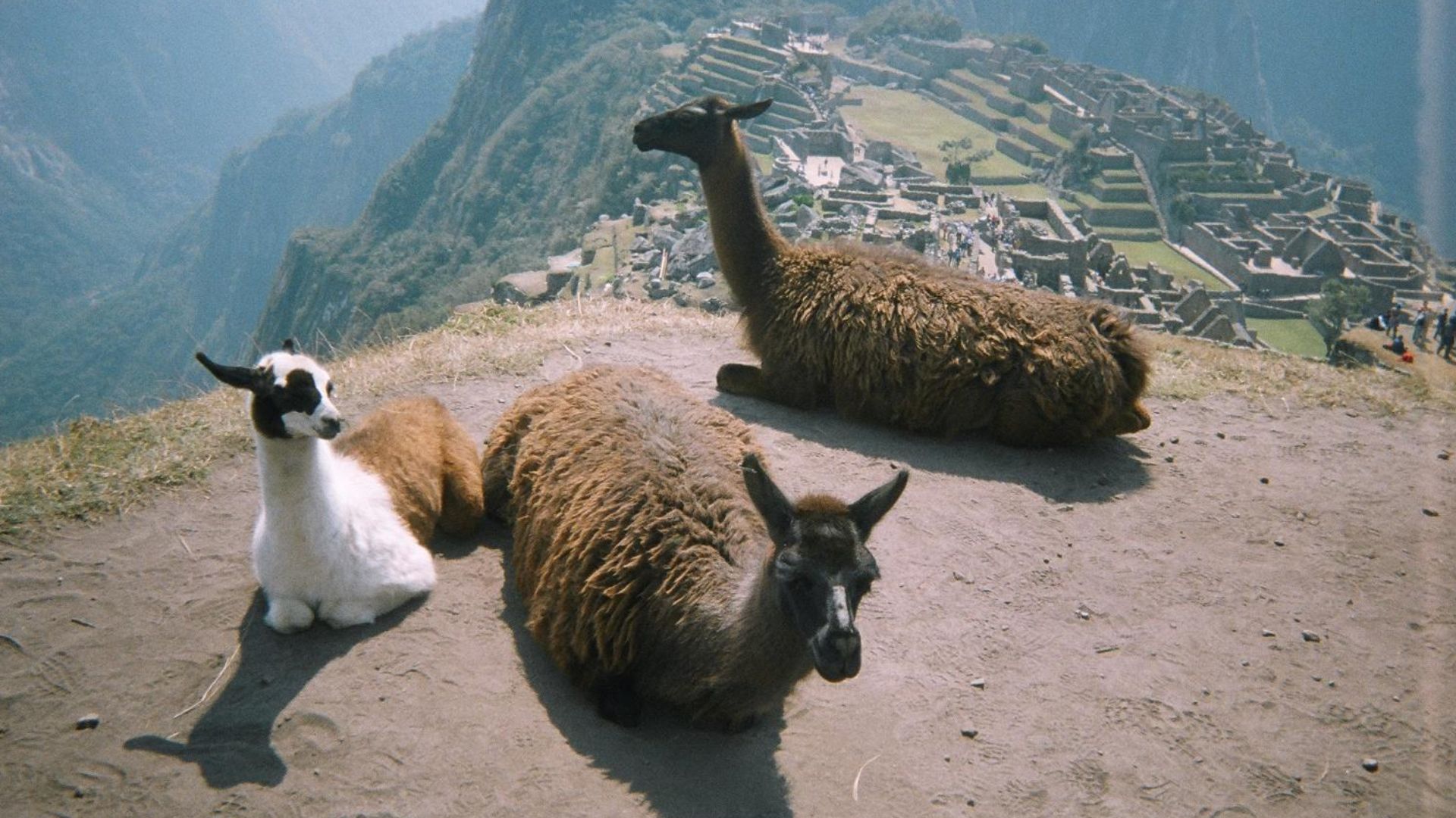 File:Llamas at Machu Picchu, Peru.jpg