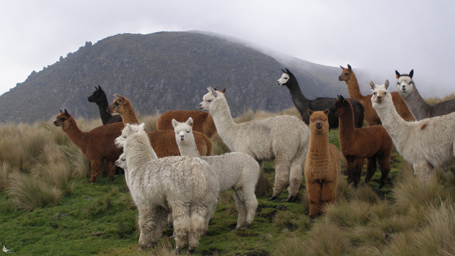 File:Alpacas.JPG