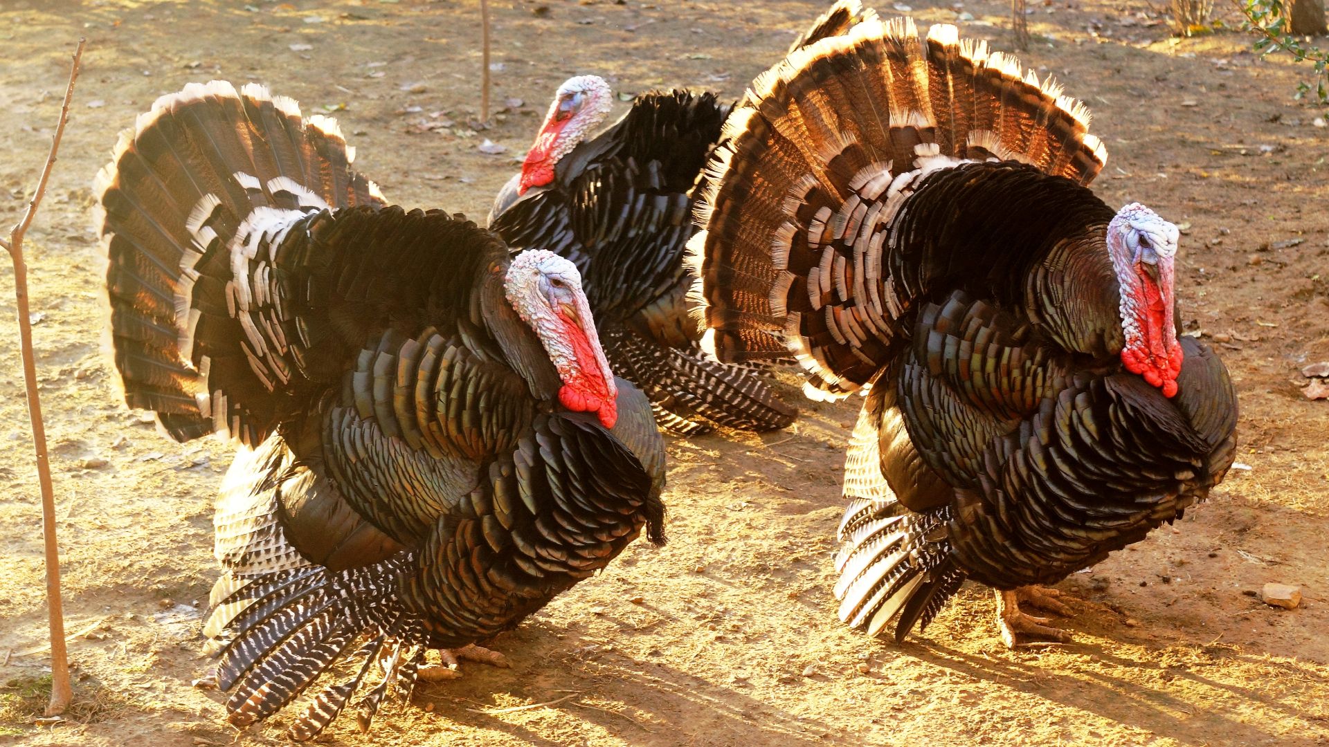 File:Domesticated turkey.jpg