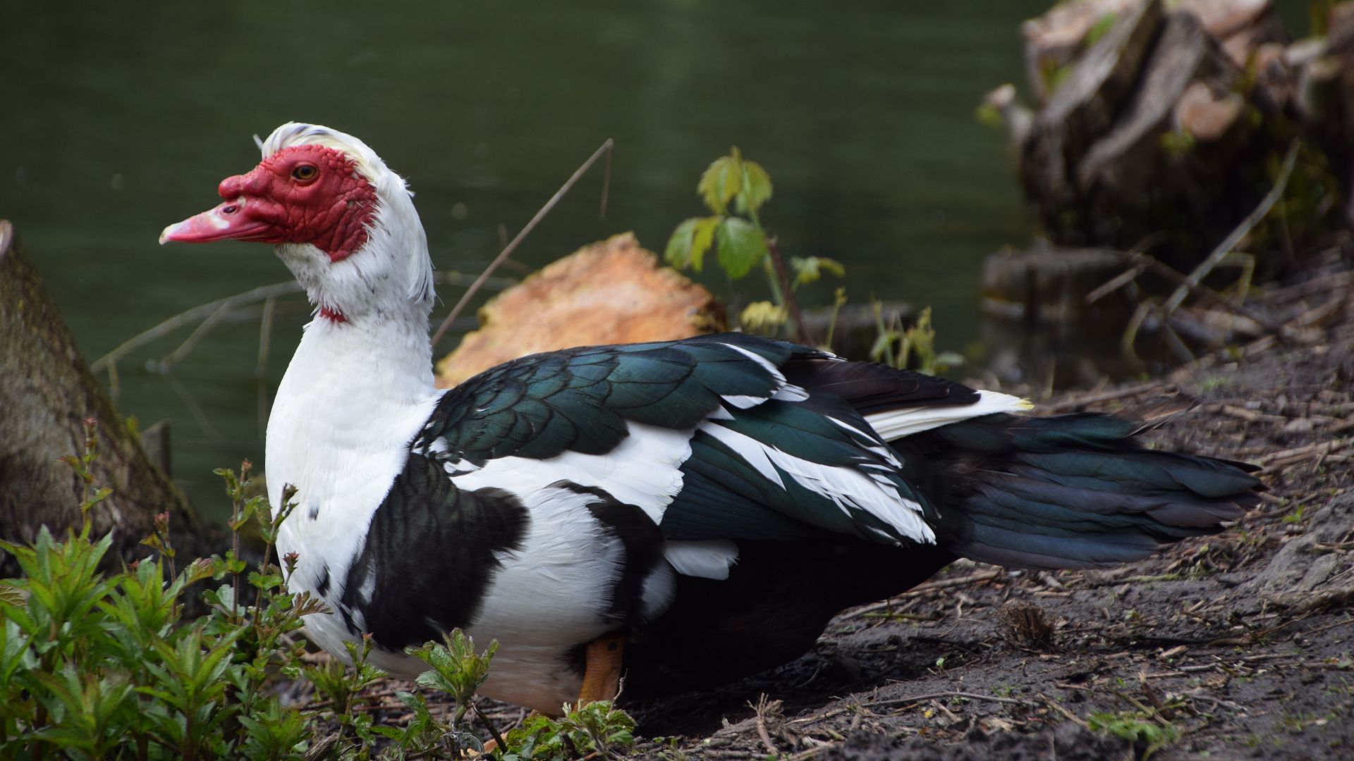 File:Domesticated Muscovy duck (34144161225).jpg