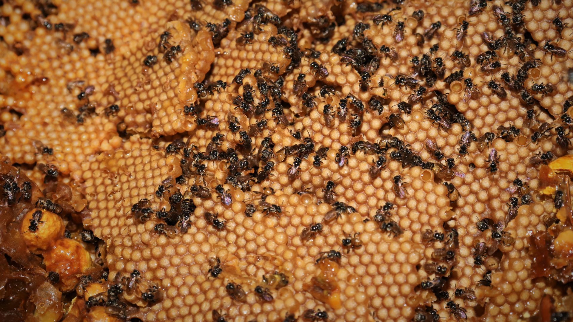 File:Stingless Bees from Bicol, Philippines.jpg