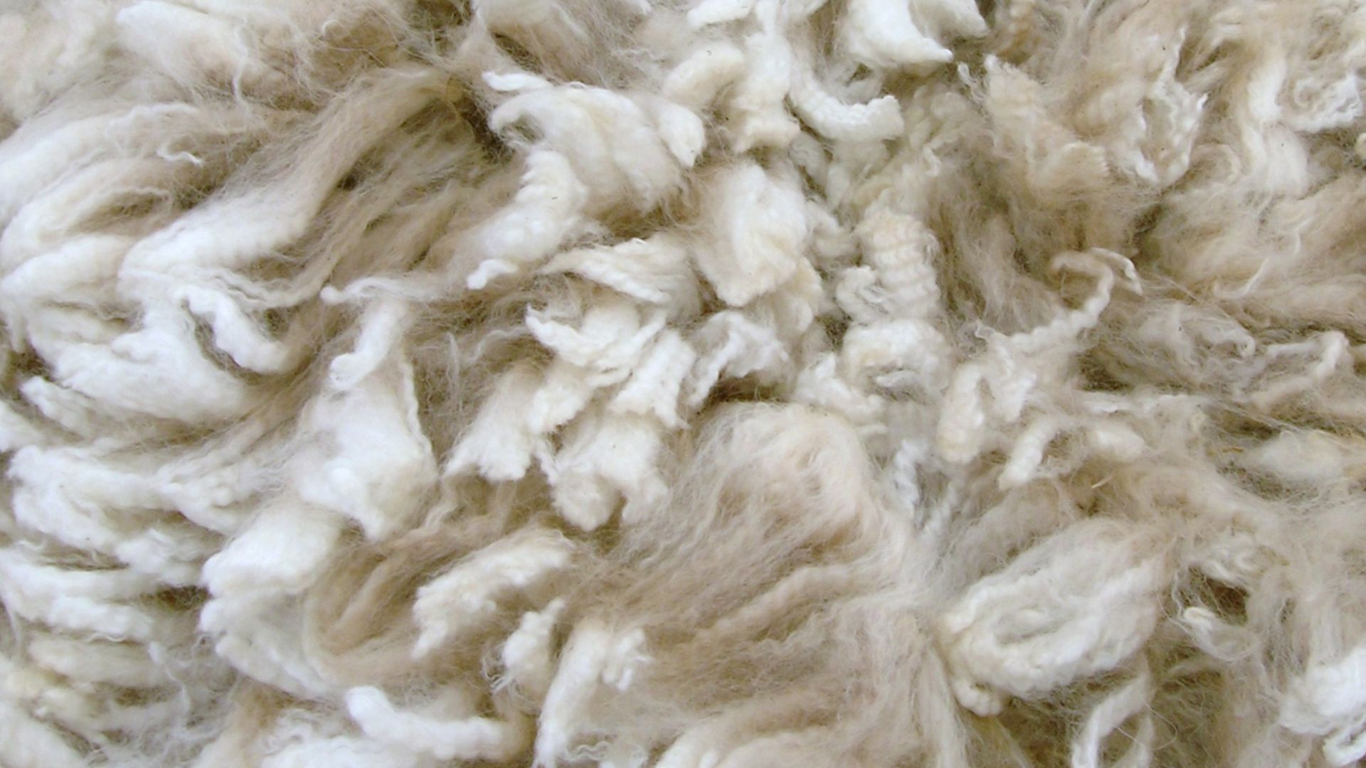 File:Alpaca fleece.JPG