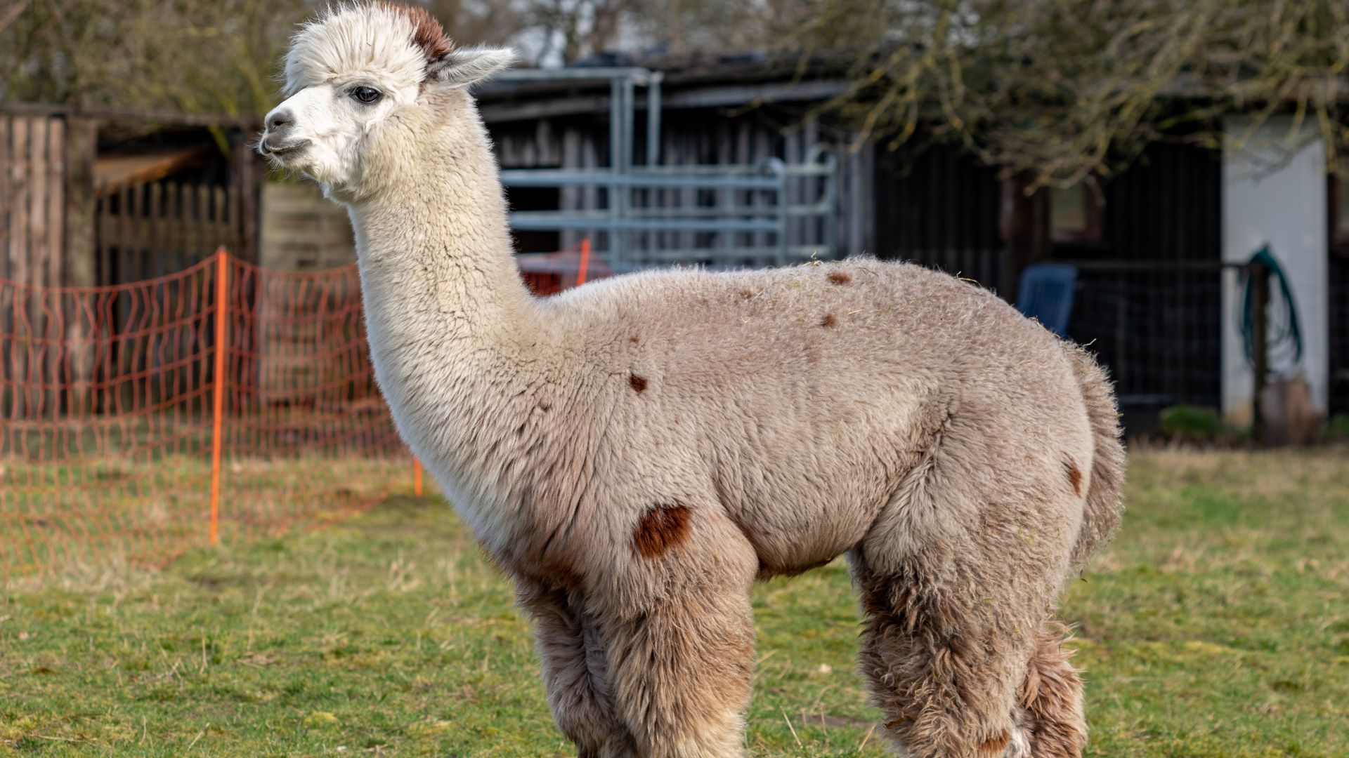 File:Dülmen, Börnste, Alpakas -- 2020 -- 5462.jpg