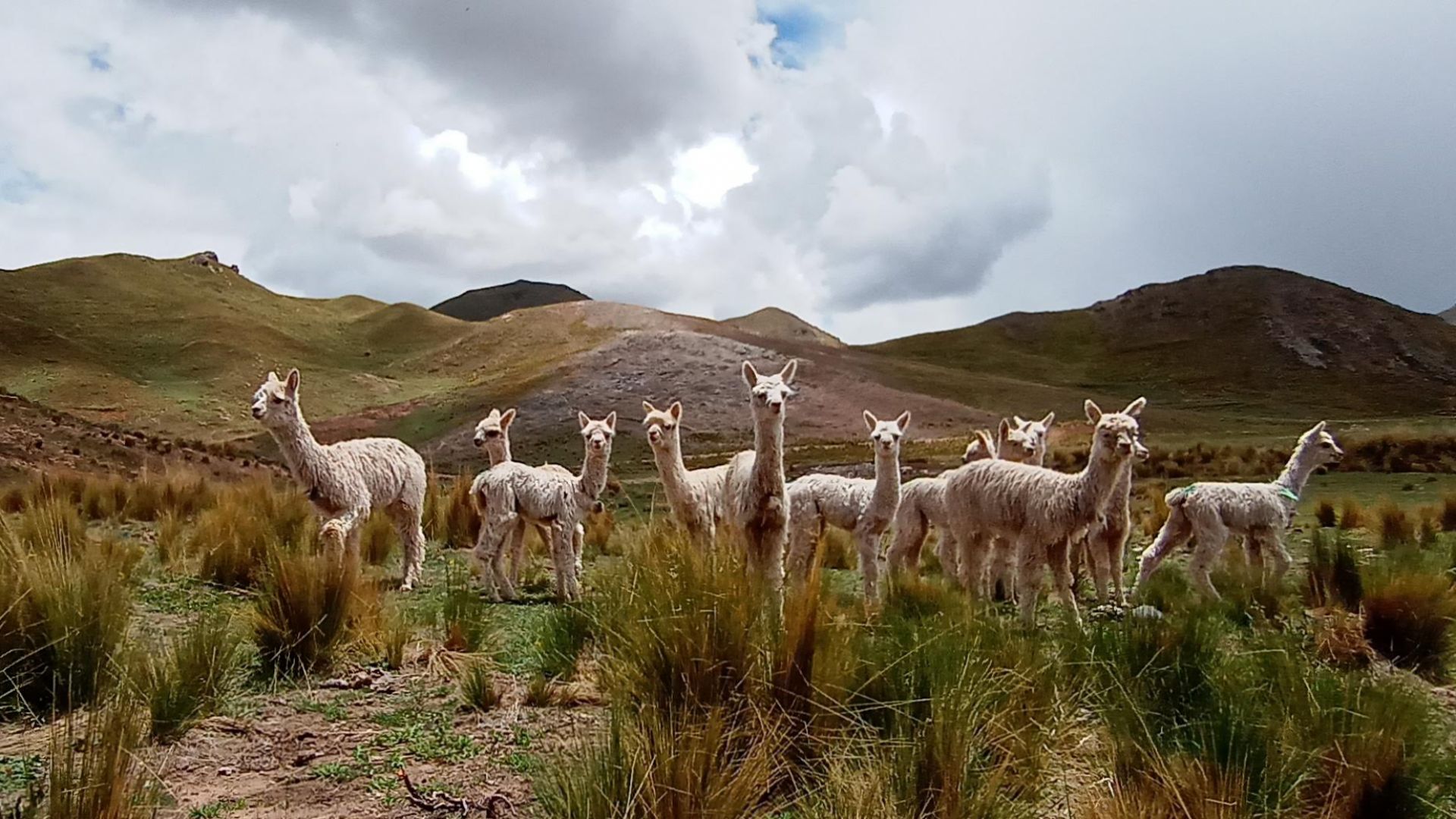 File:Baby alpacas in the Andes (Huaman Quispe Farm) - Alpacas bebes - Paqucha uña Nuñoa llaqtamanta.jpg