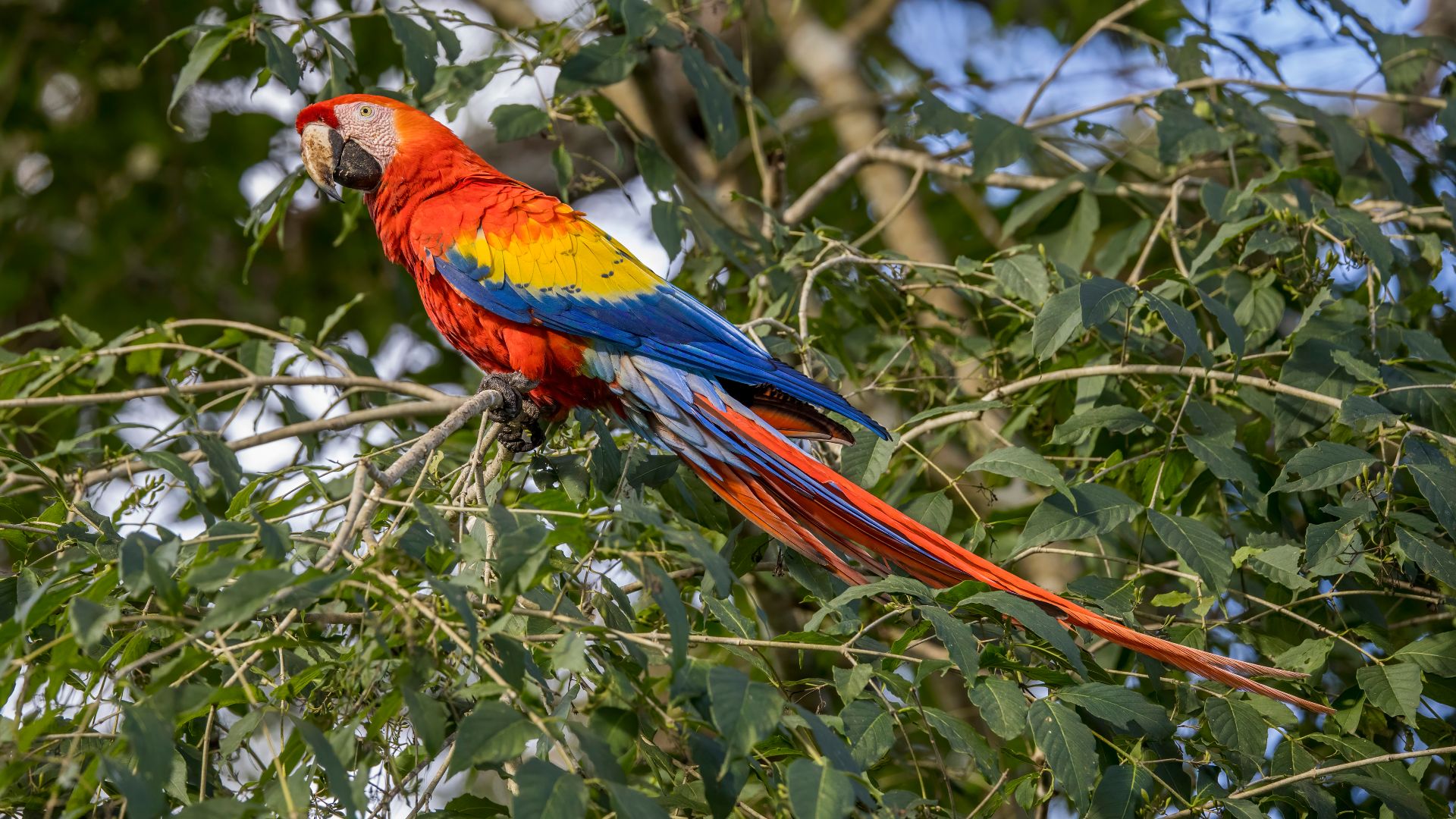 File:Scarlet macaw (Ara macao cyanopterus) Copan.jpg