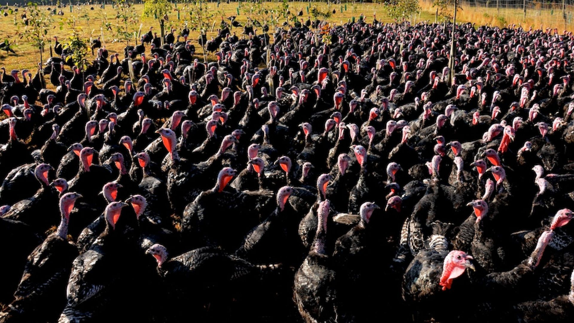 File:Turkeys on pasture at an organic farm.jpg