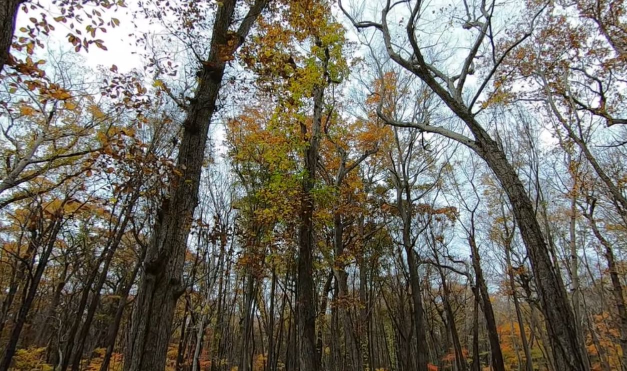 Kiusu: Earthwork Burial Circles
