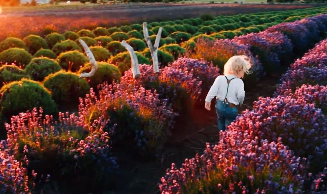 Western Sun Lavender (Lavender Wind Farm)