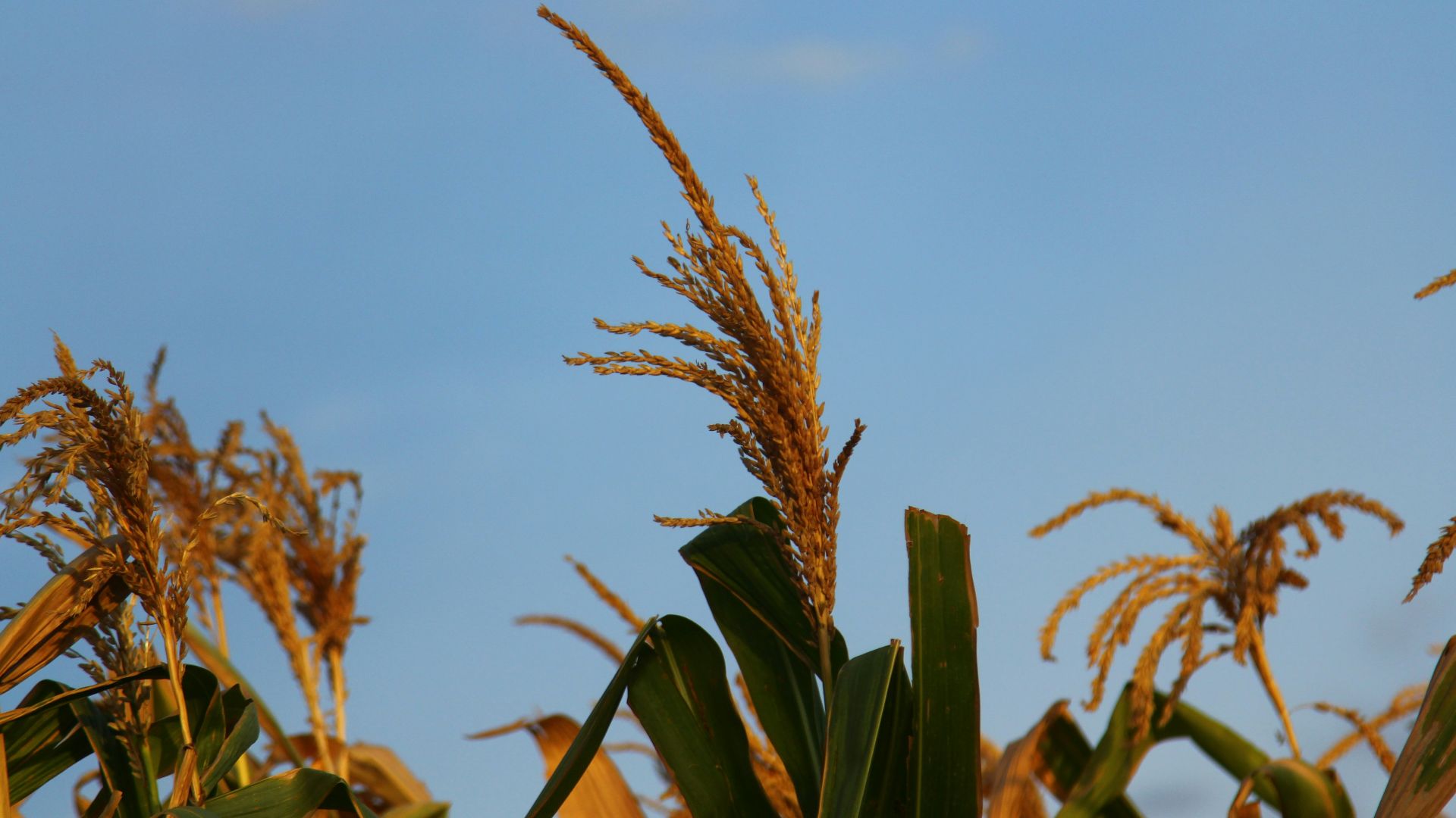 a close up of a plant with a blue sky in the background