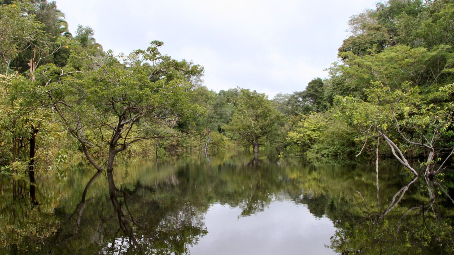 File:Juma River, Amazonas, Brazil.jpg