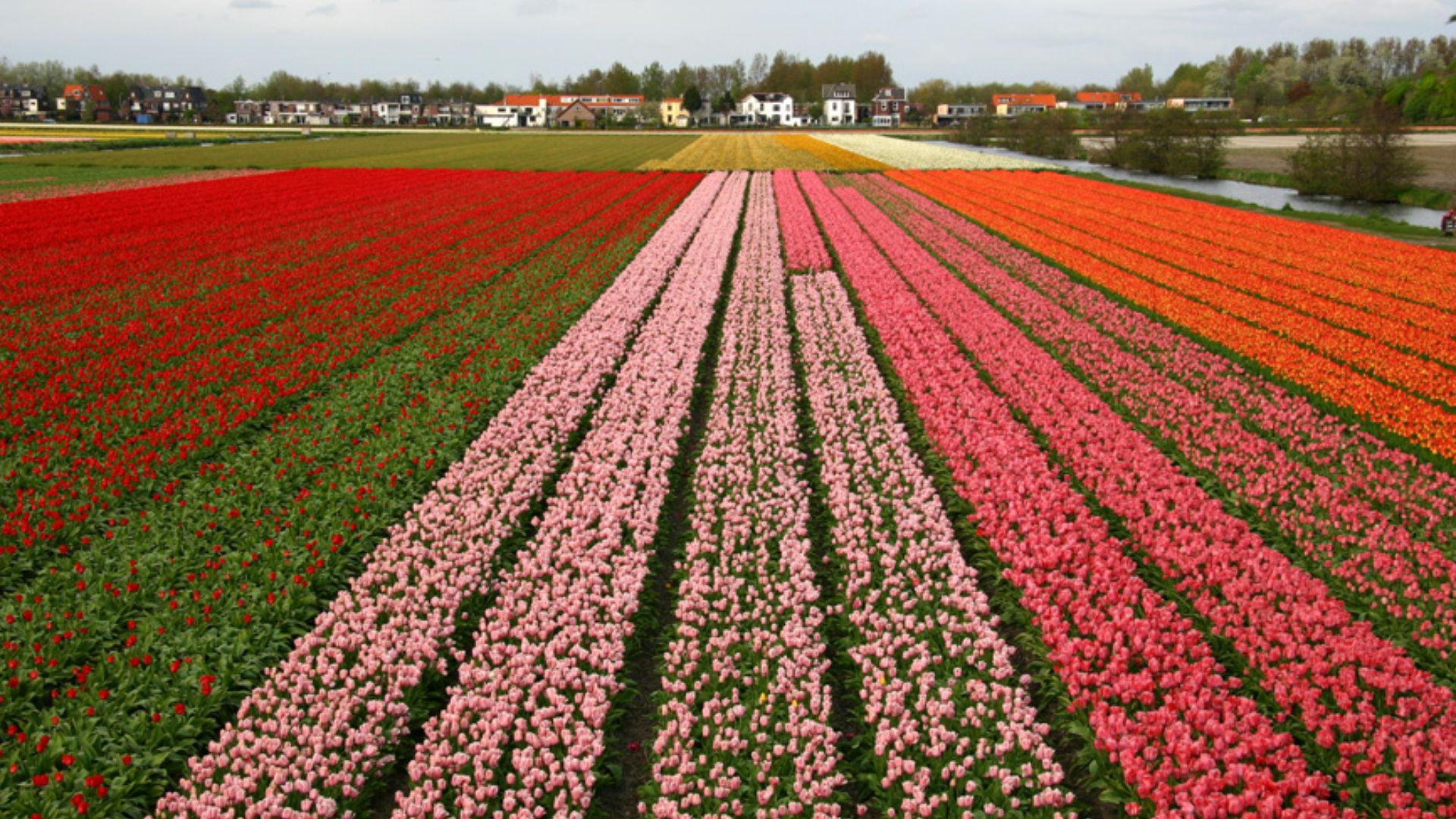 File:Holland tulips.jpg