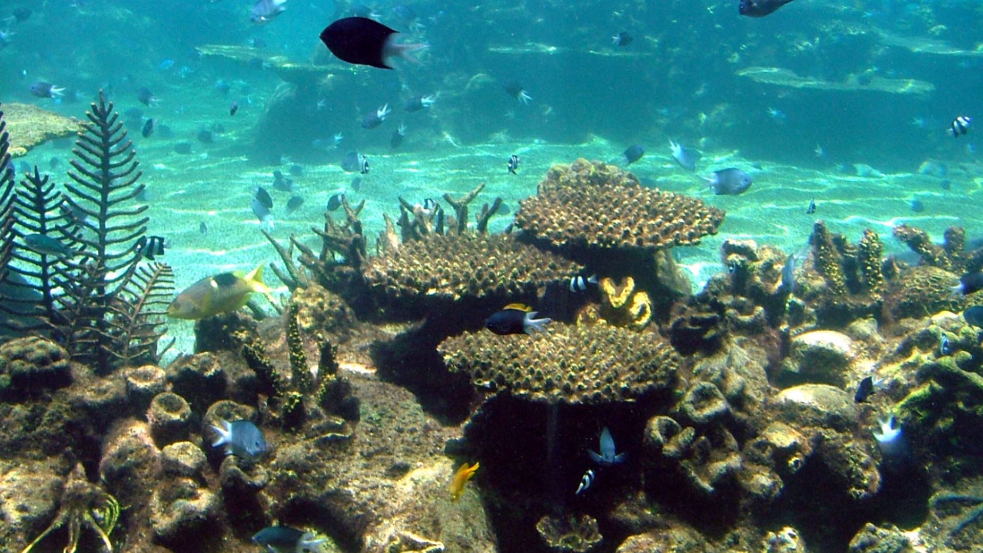 File:Australian coral sealife.jpg