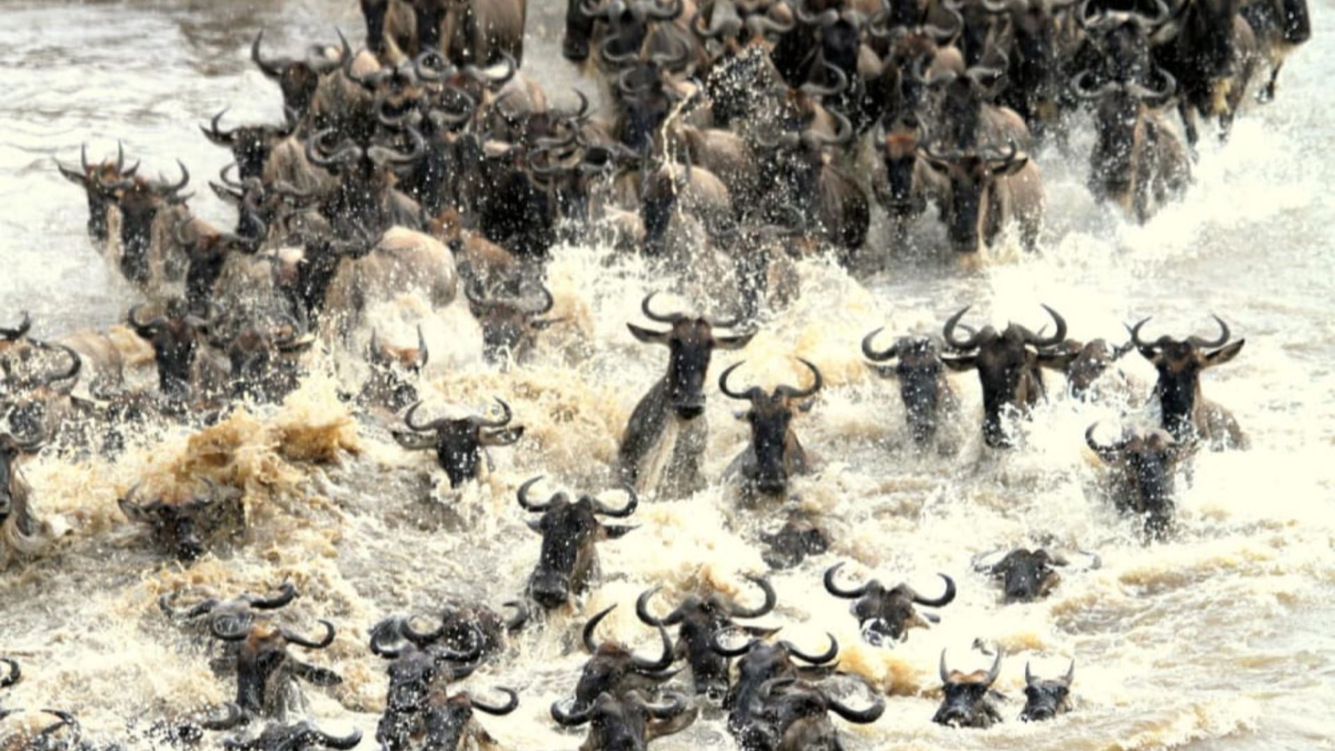File:Maasai Mara Wildebeest Migrations.jpg