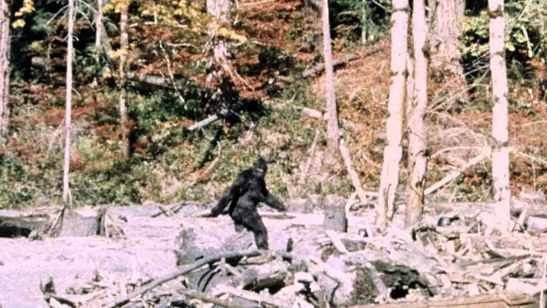 File:Patterson Gimlin Bigfoot.jpg