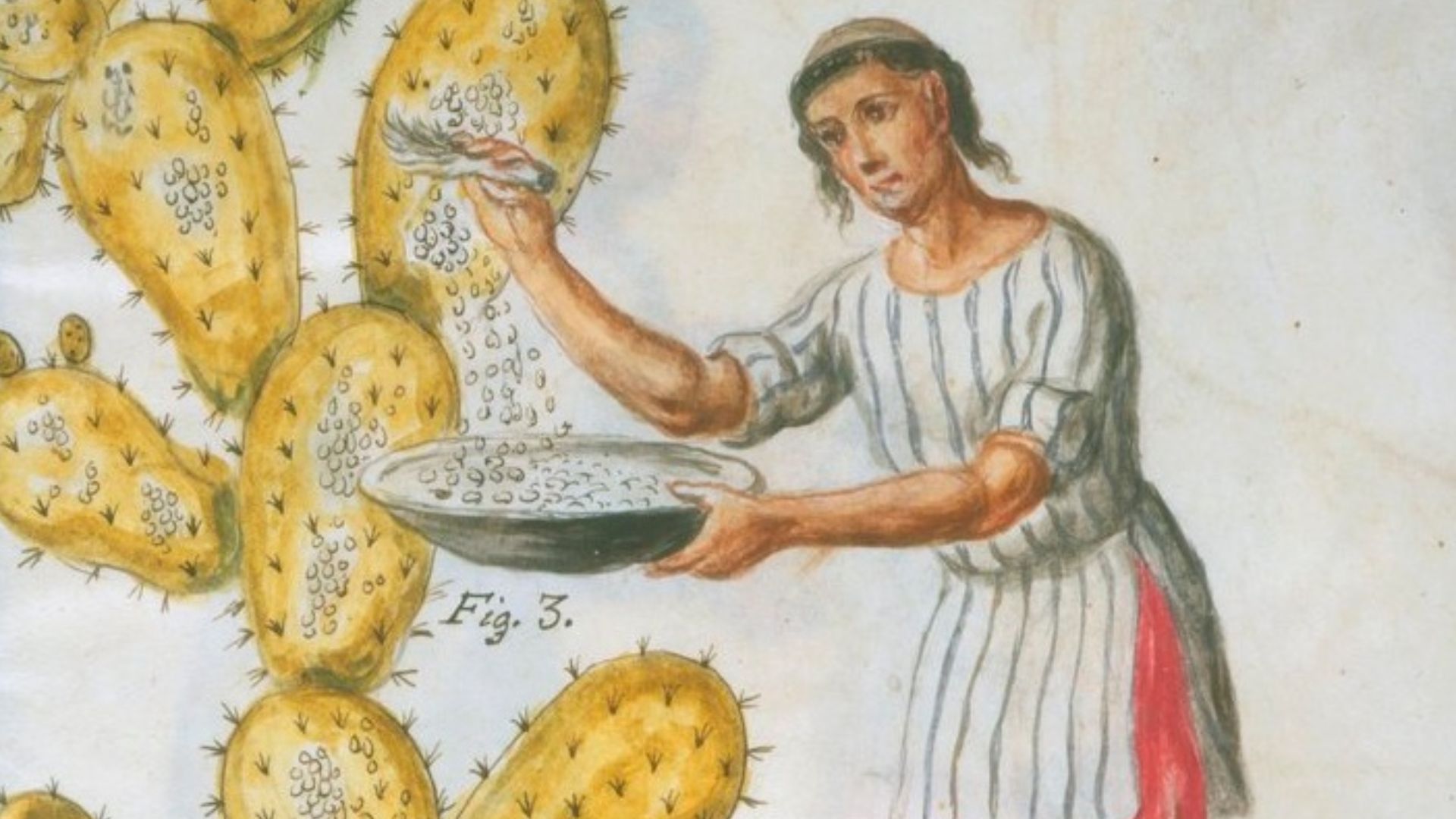 File:Indian collecting cochineal.jpg