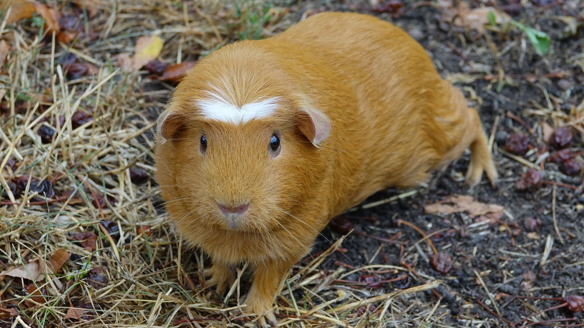File:Cochon d'Inde (Cavia porcellus) (1).jpg