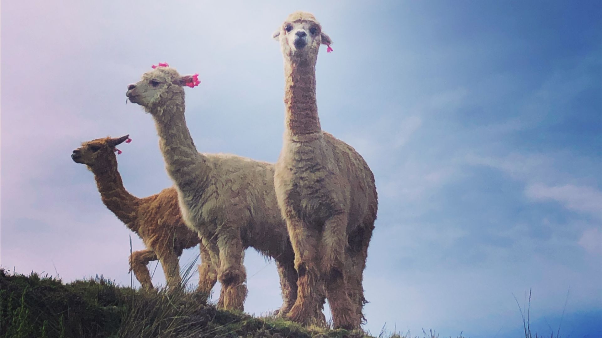 File:THREE ALPACAS IN THE WILD.jpg