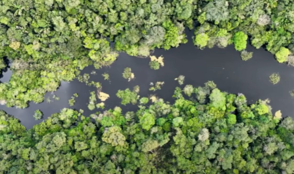 The Forest Remembers