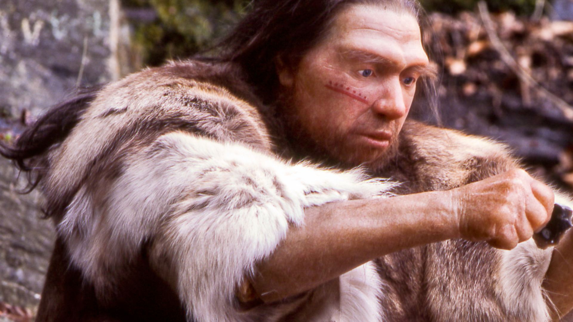 File:Homo sapiens neanderthalensis-Jäger.jpg