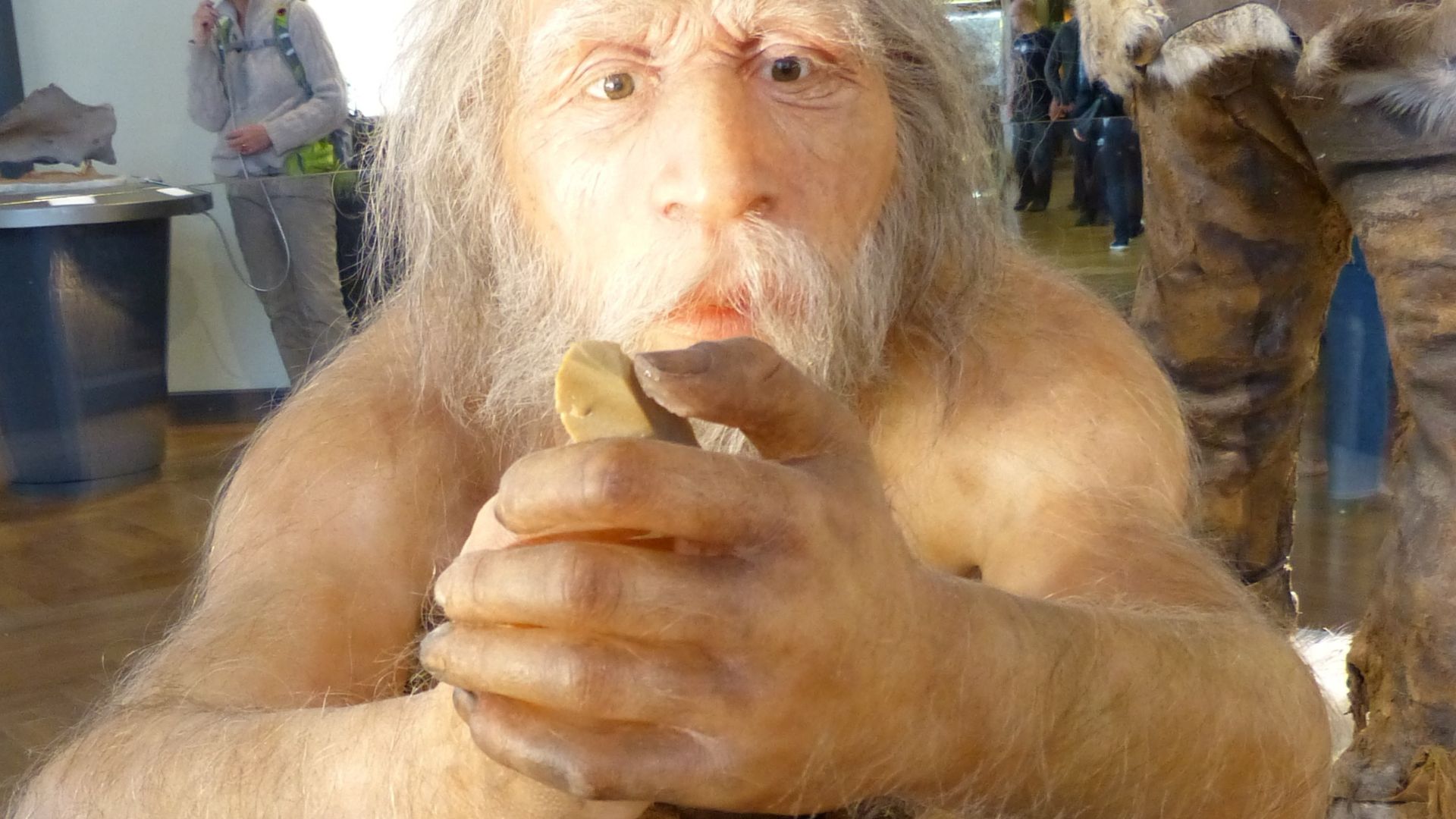 File:NHM - Neandertaler Modell 2.jpg