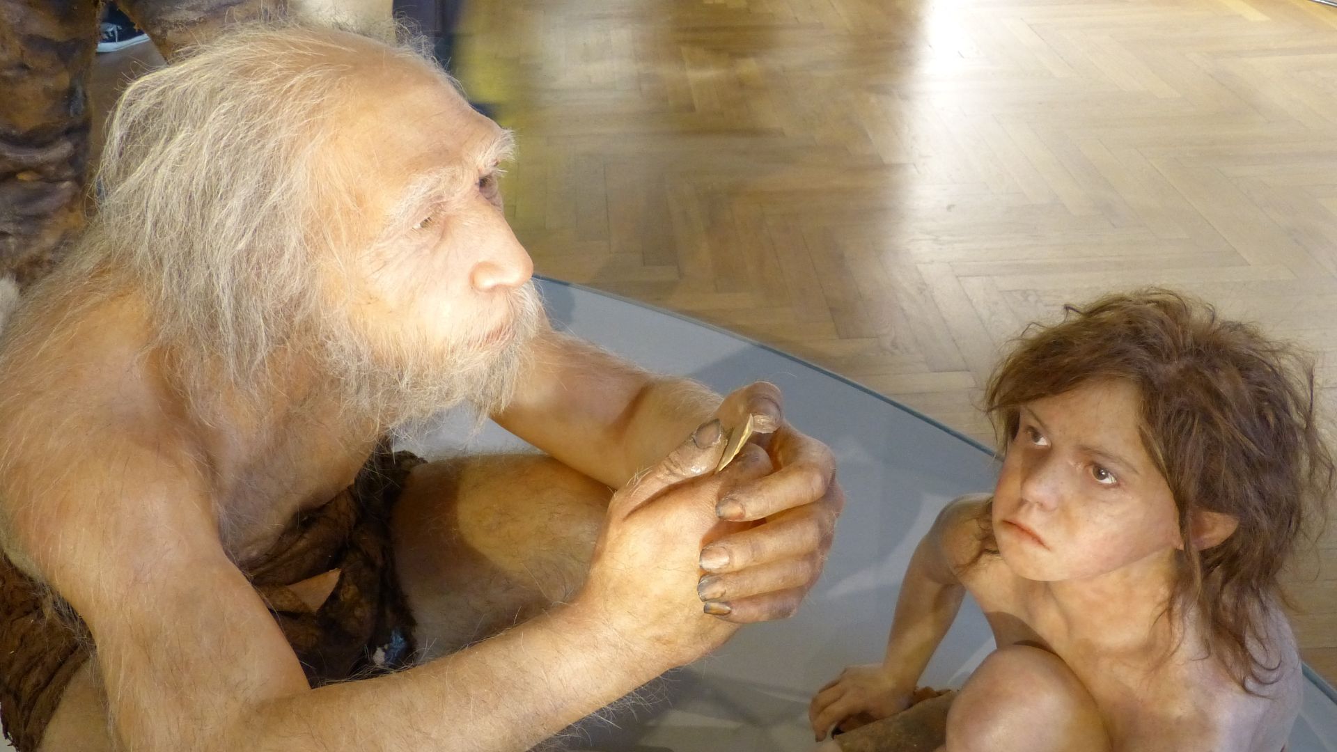 File:NHM - Neandertaler Modell 1.jpg