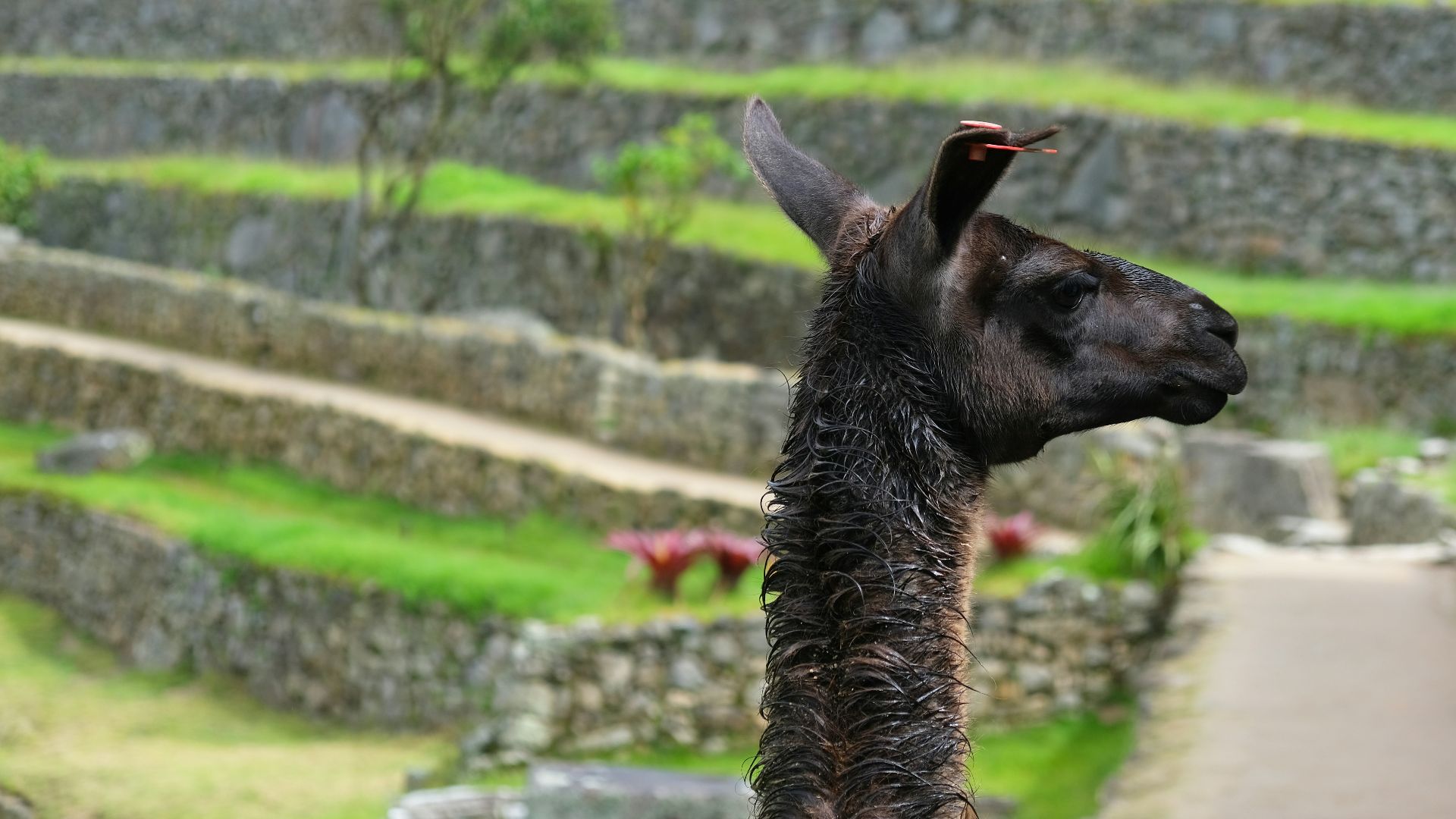 brown and black giraffe eating green grass during daytime