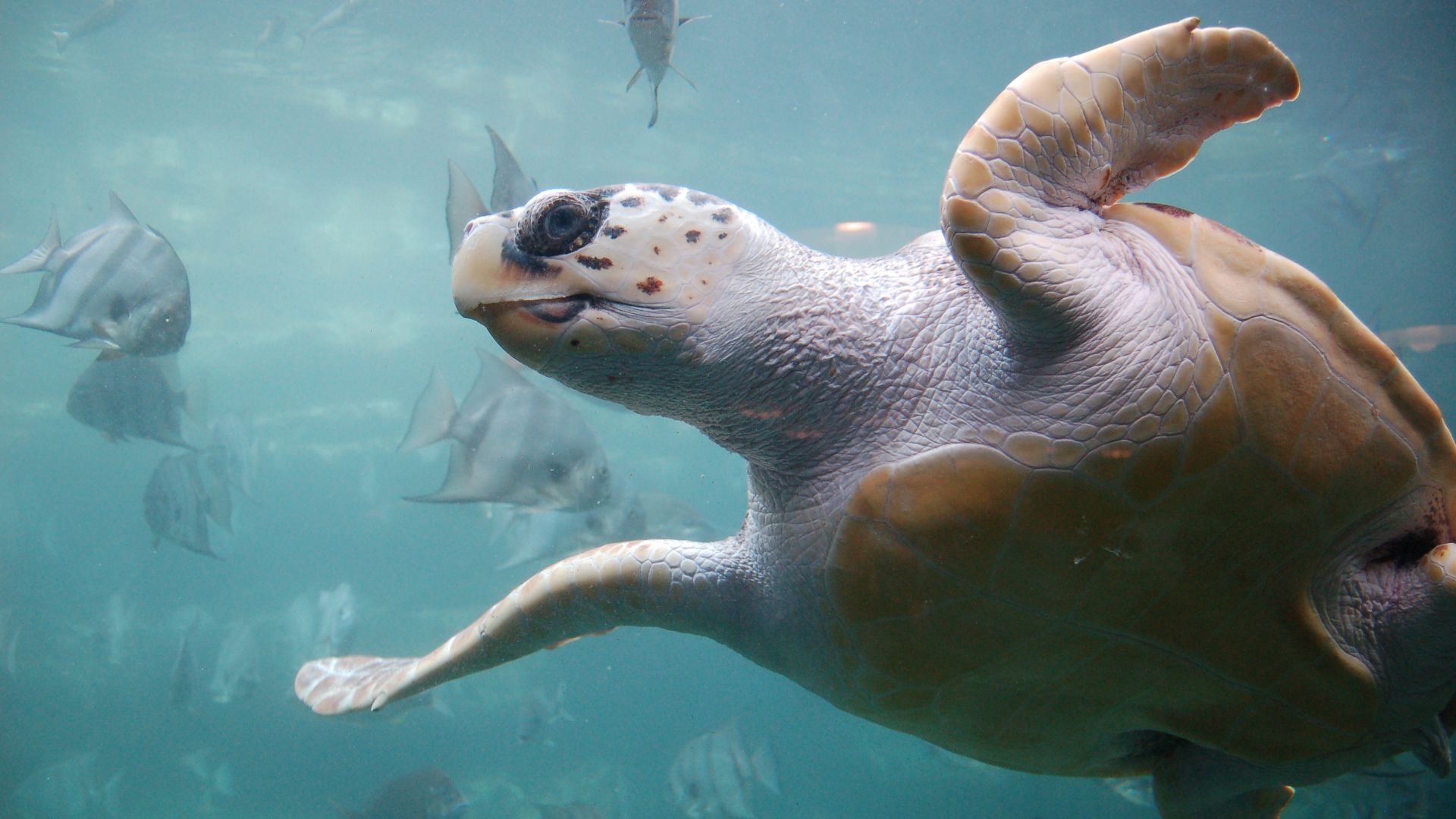 File:Loggerhead sea turtle.jpg